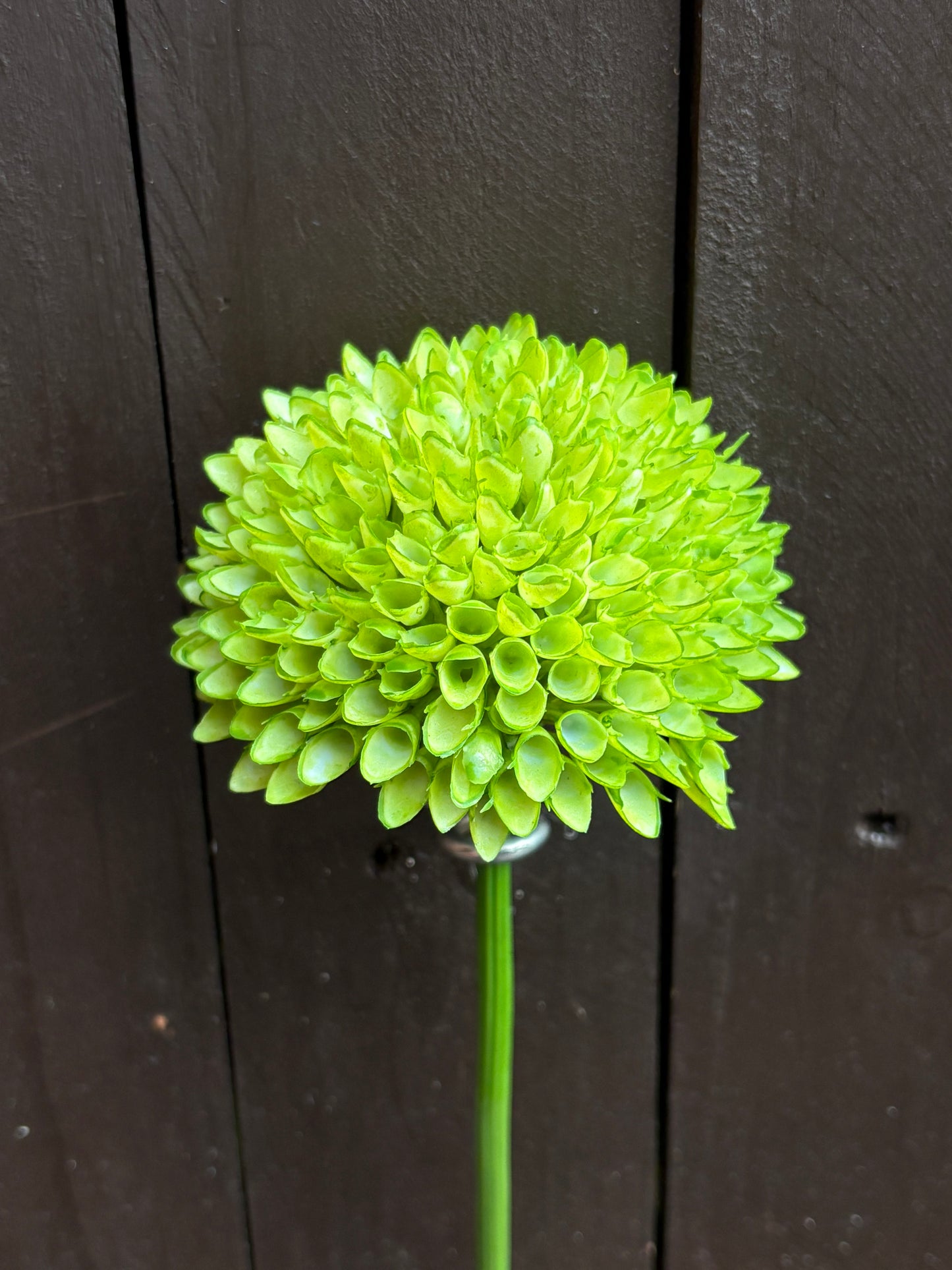 LONG STEM SPIKY ALLIUM GREEN