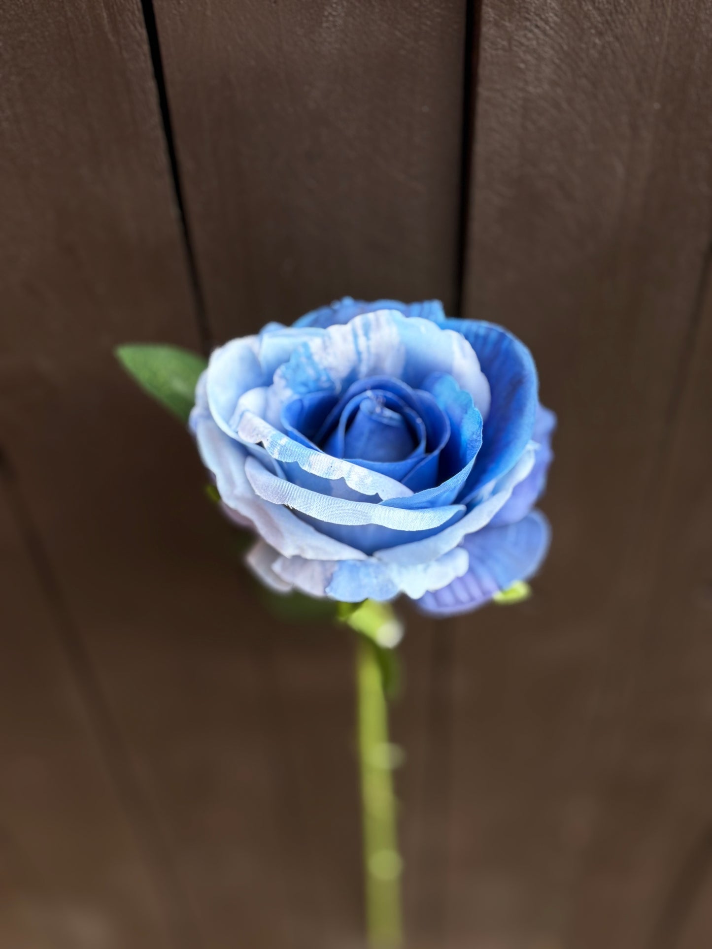 SINGLE BLUEBERRY RIPPLE ROSE