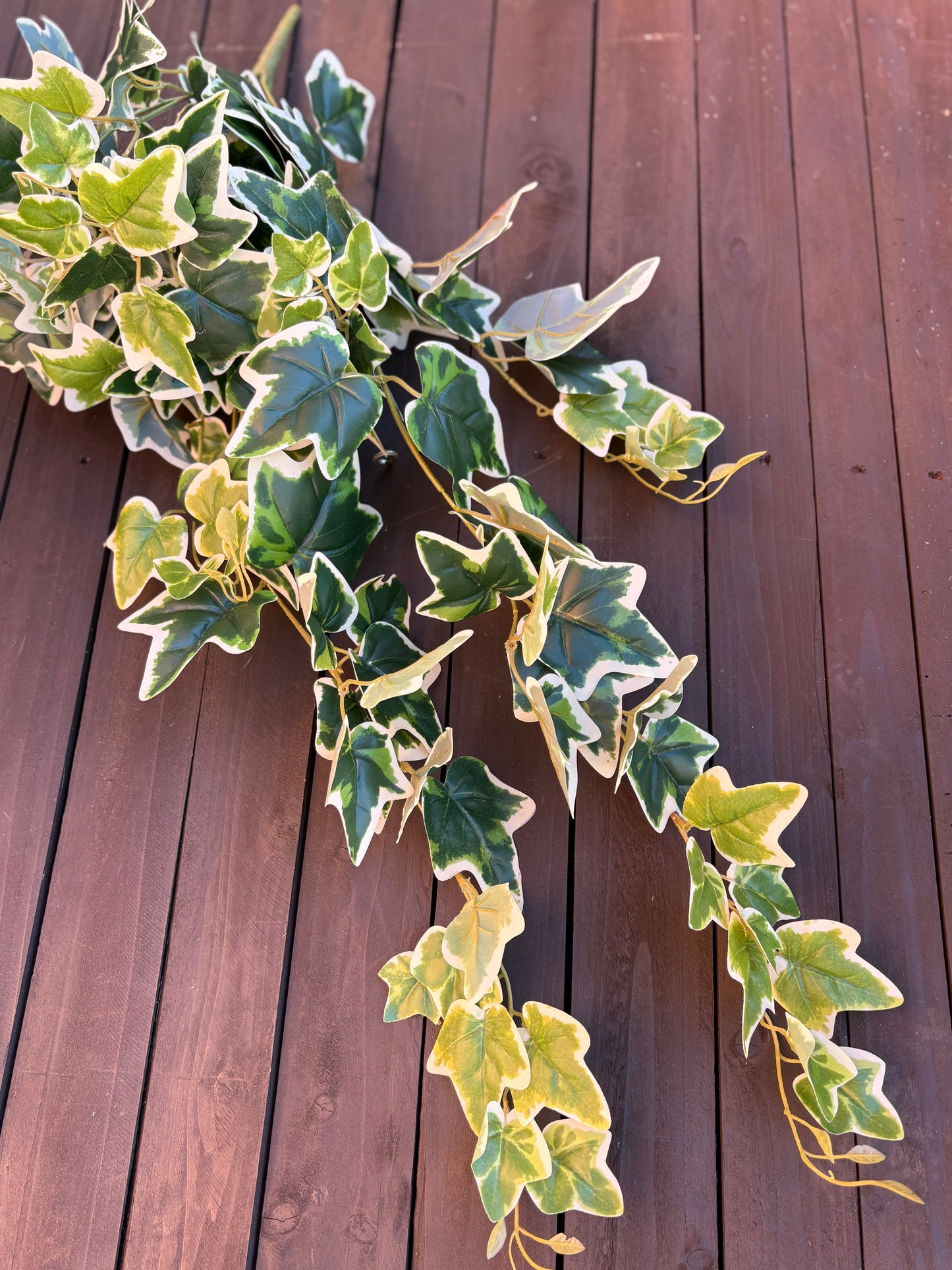 TRAILING DELUXE LARGE IVY LEAF VARIEGATED