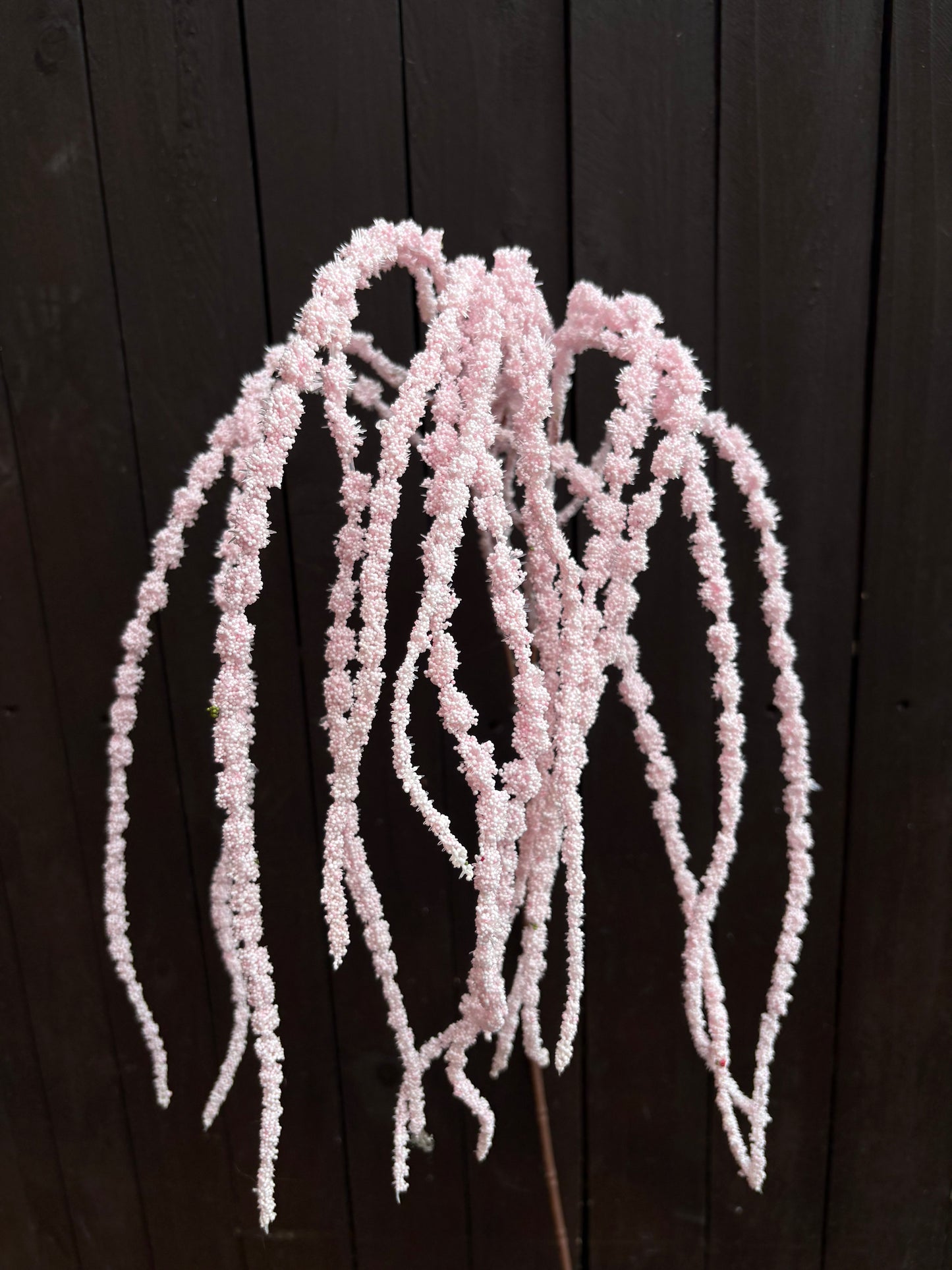 SEEDED AMARANTHUS BABY PINK