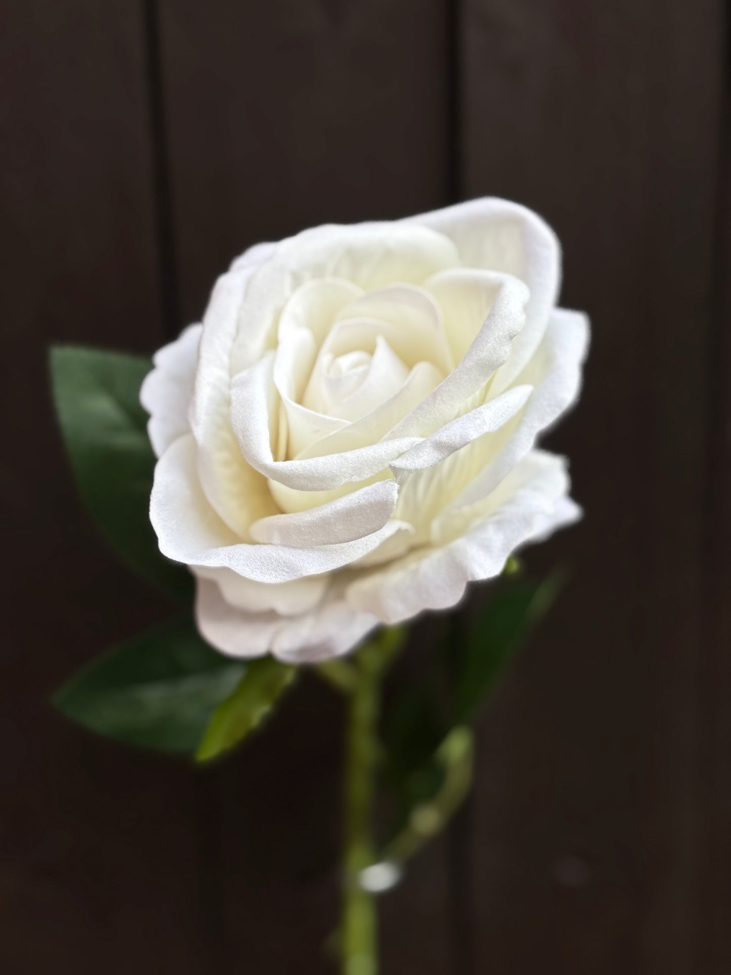 SINGLE VELVET ROSE IVORY