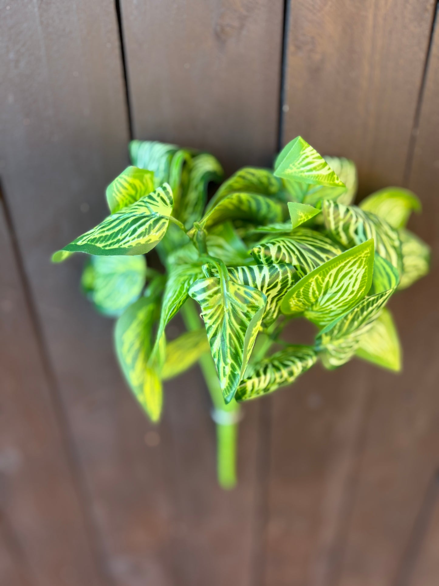 32cm BUDGET FITTONIA BUSH GREEN