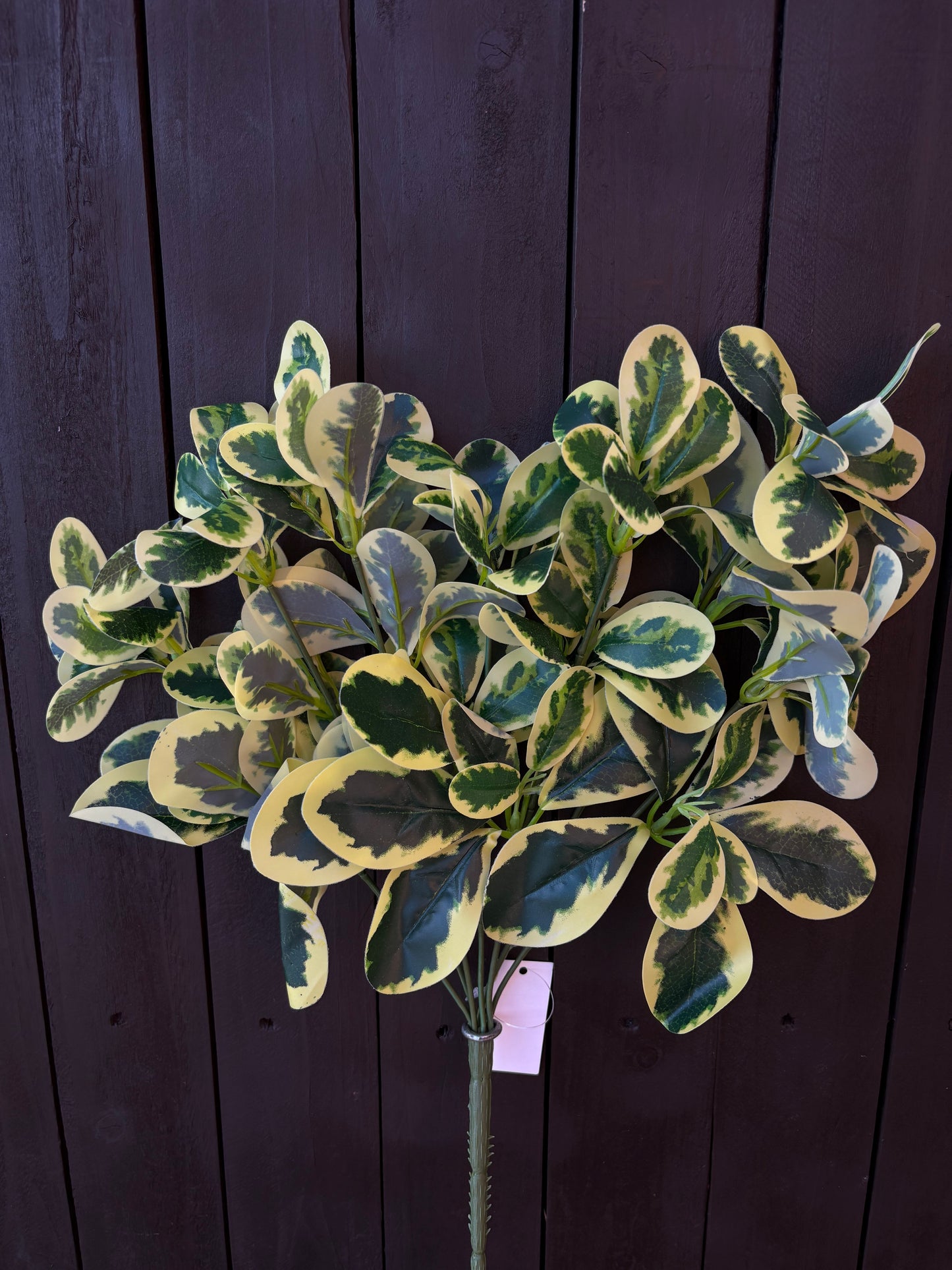 40cm LARGE EUONYMUS FOLIAGE BUSH VARIEGATED