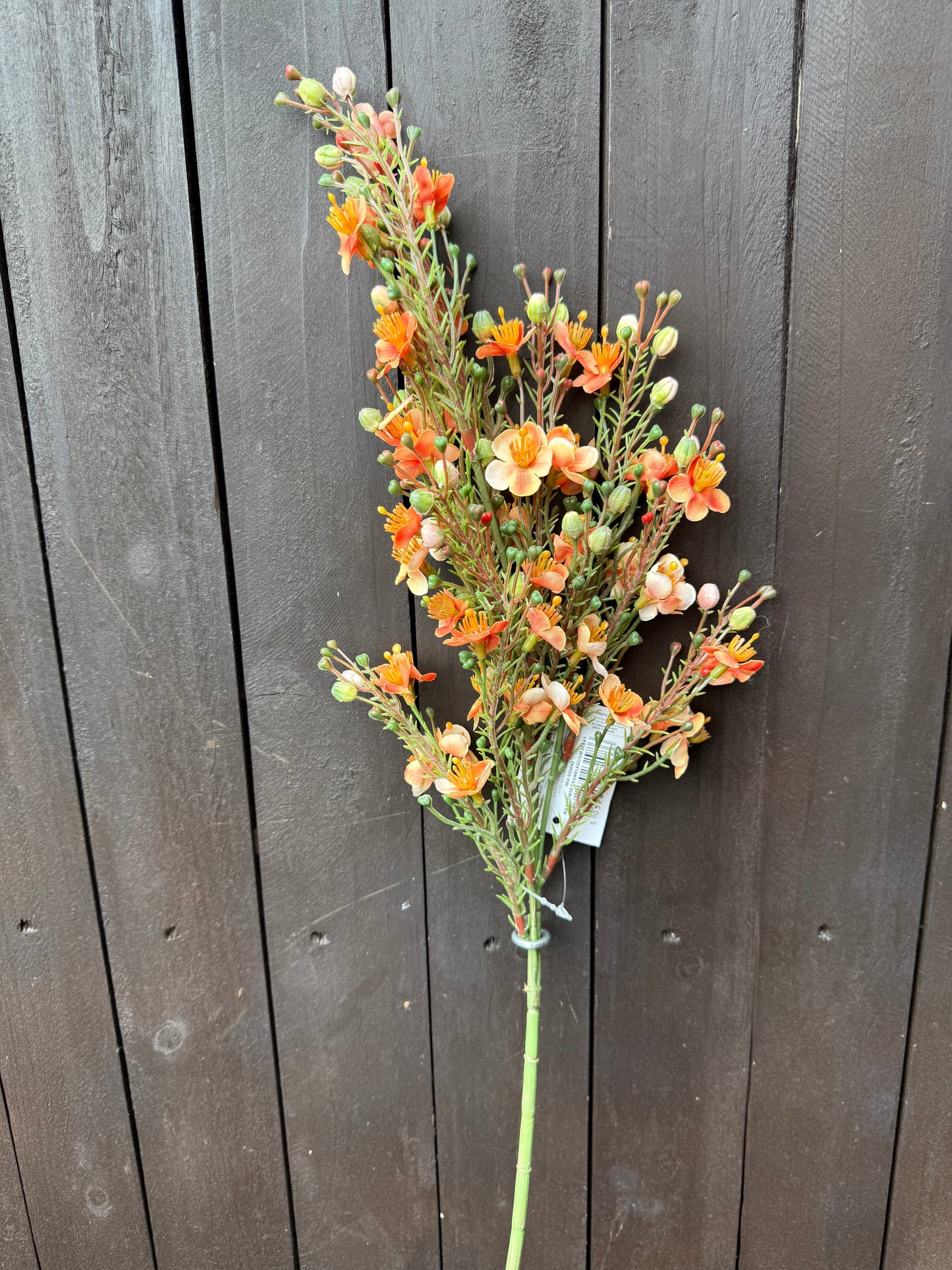 62CM WAXFLOWER CHAMELAUCIUM SPRAY ORANGE