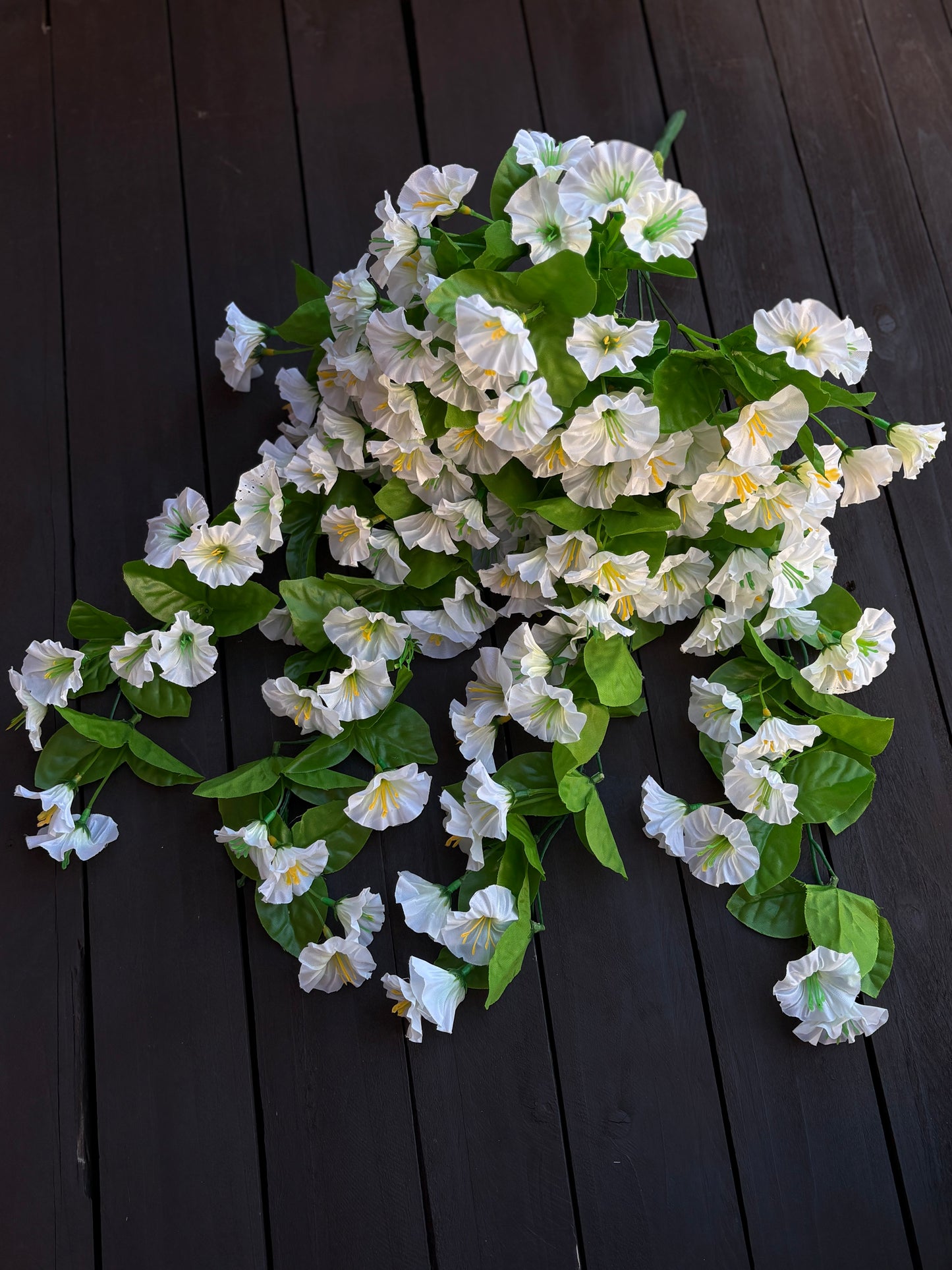 TRAILING MORNING GLORY IVORY