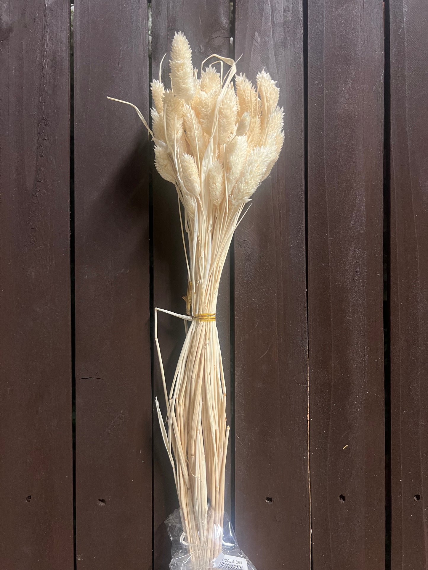 DRIED PHALARIS IVORY/WHITE