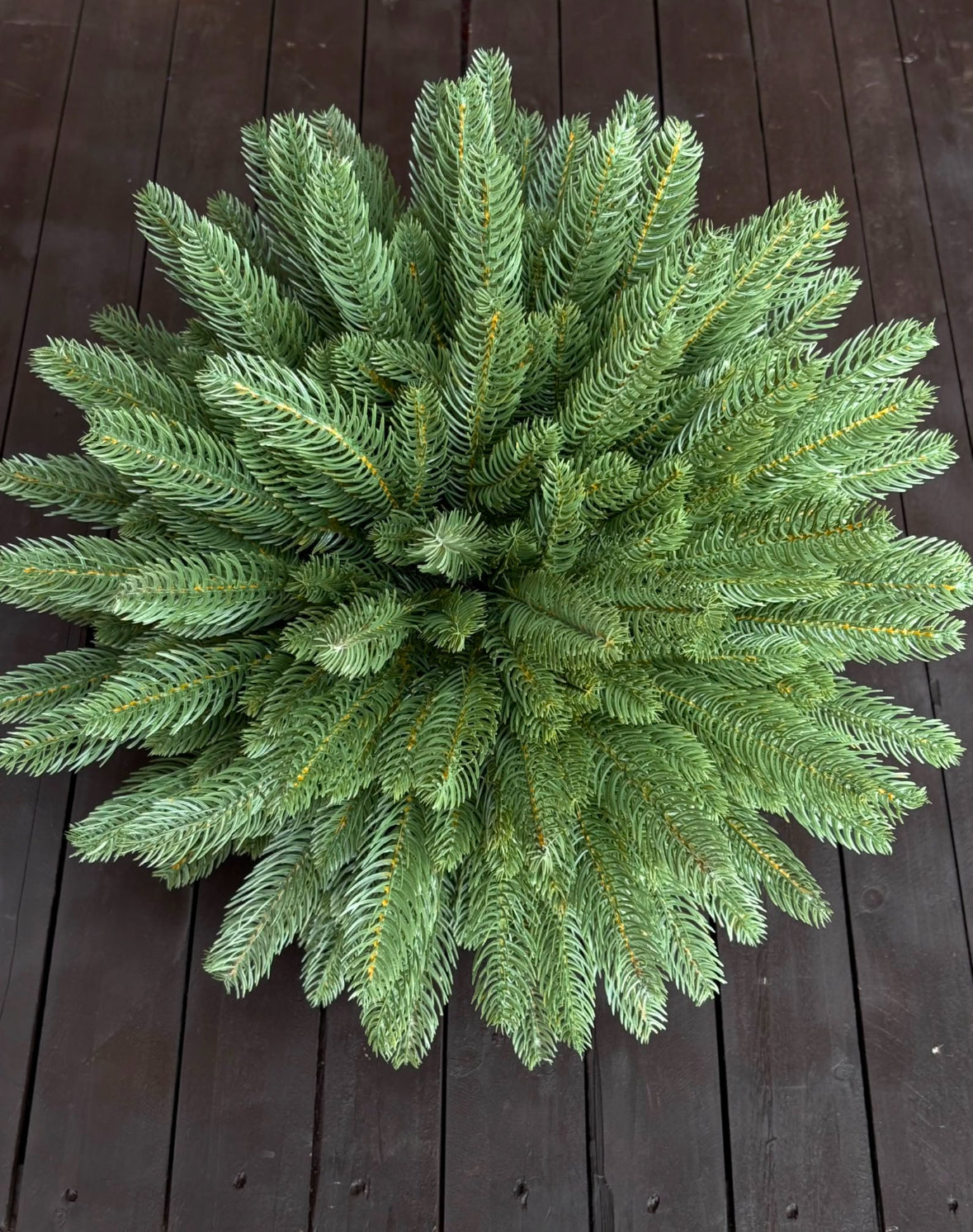 GIANT SPRUCE KISSING BALLS