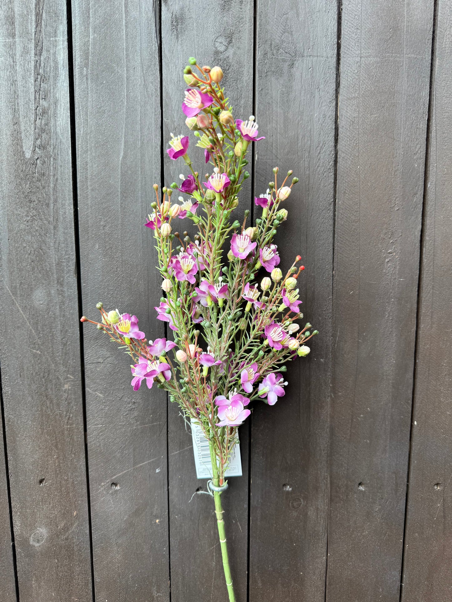 62CM WAXFLOWER CHAMELAUCIUM SPRAY PURPLE