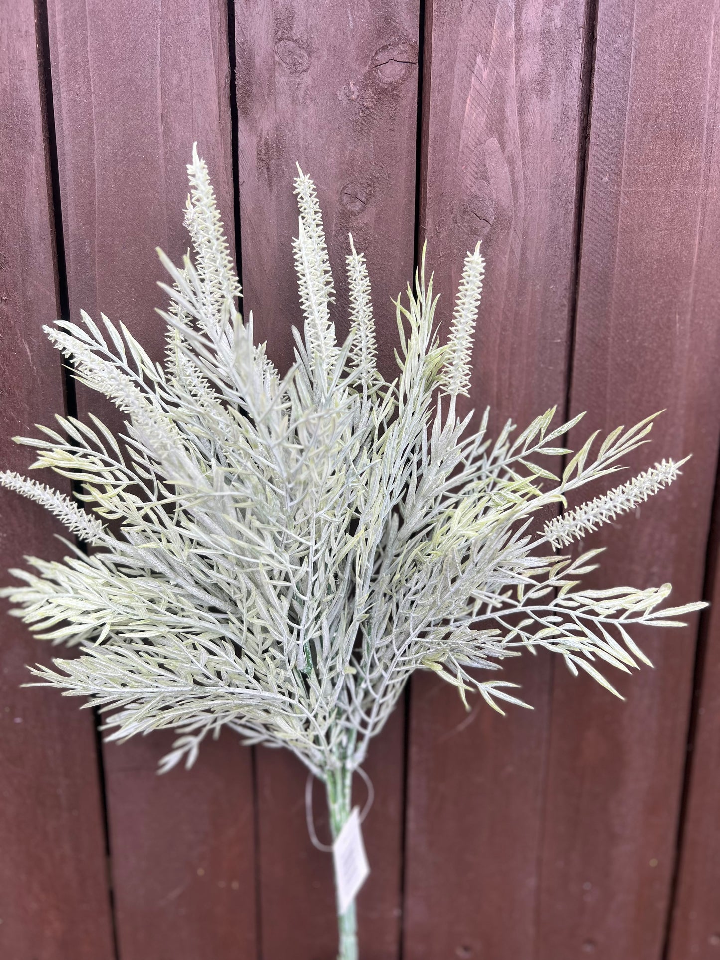 DUSTED TASSEL FERN BUNCH