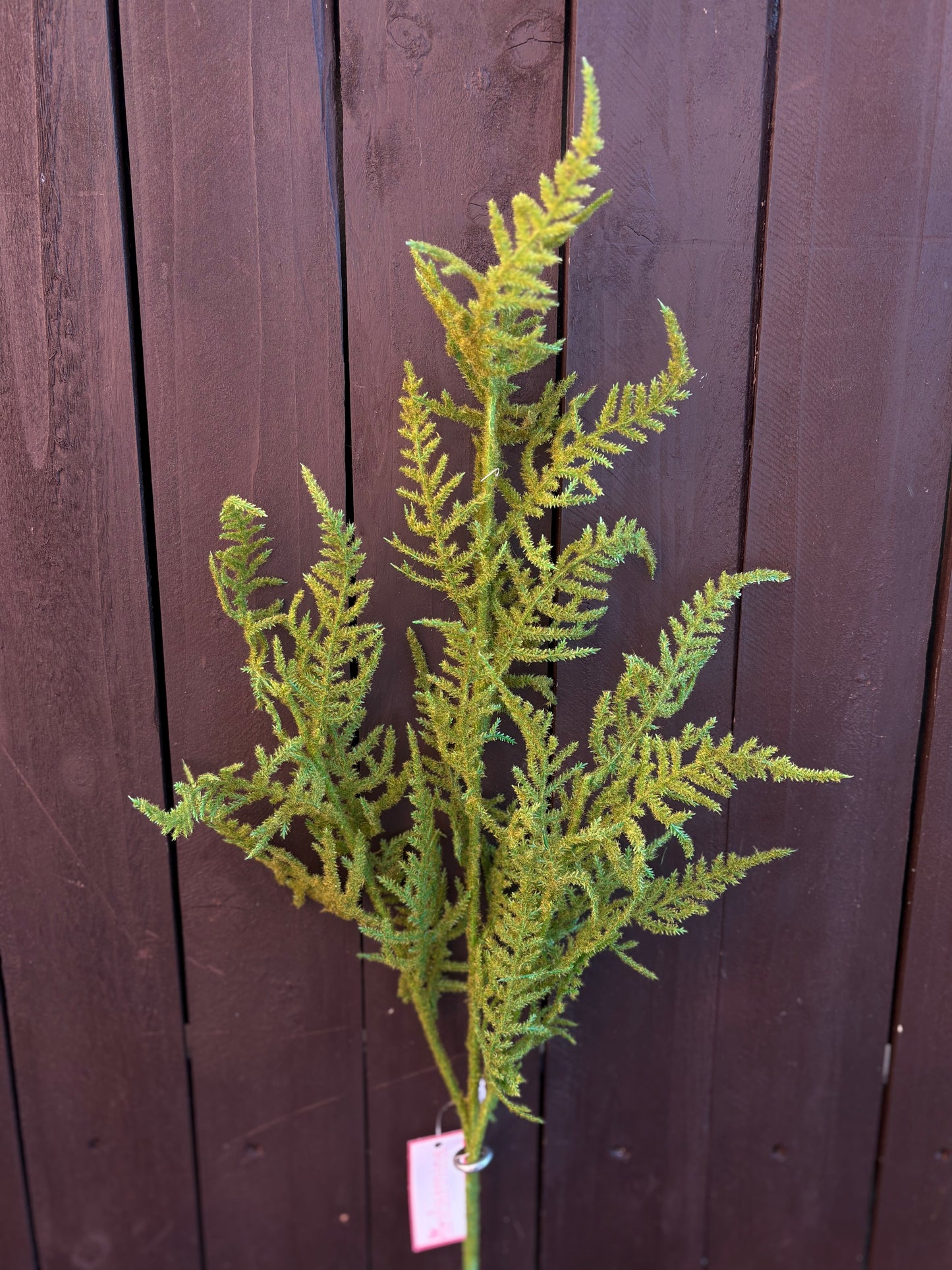 SINGLE ASPARAGUS SPRAY GREEN