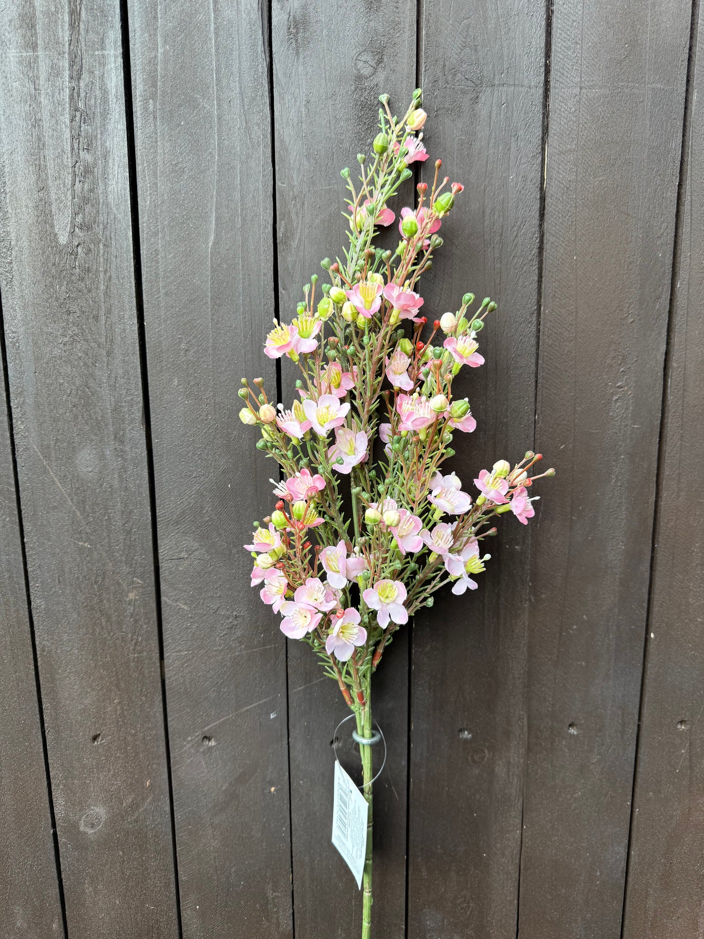 62CM WAXFLOWER CHAMELAUCIUM SPRAY PINK