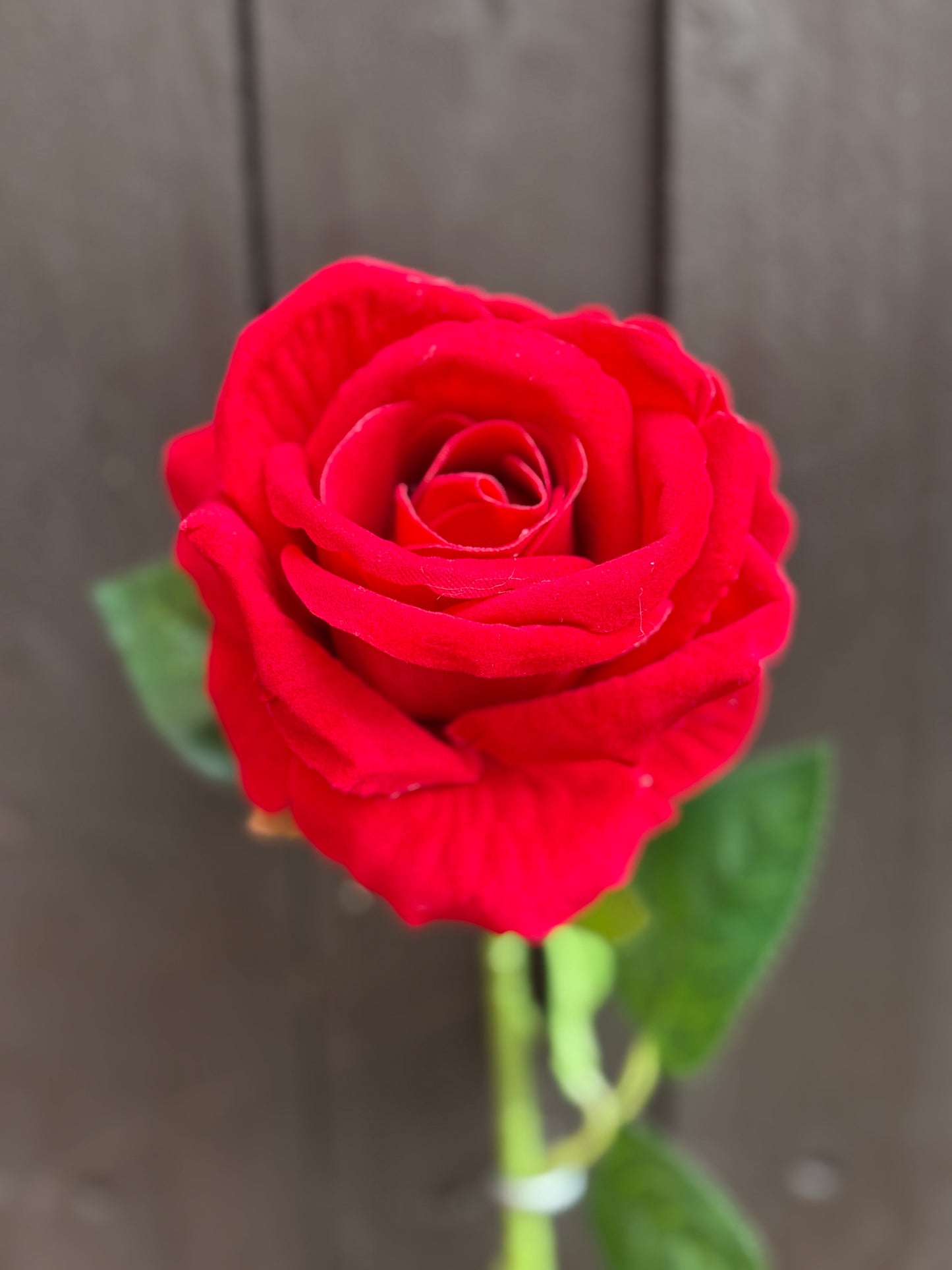 SINGLE VELVET ROSE RED