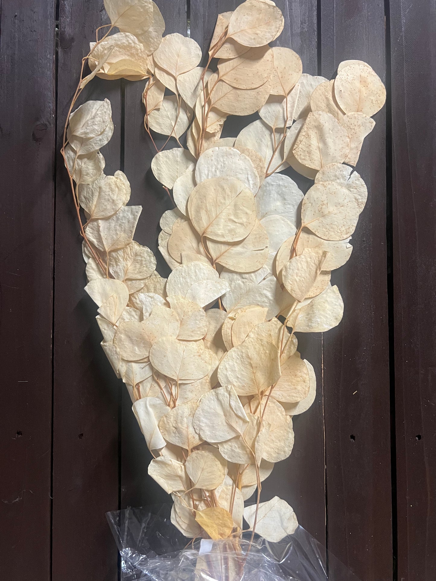 65cm DRIED BLEACHED EUCALYPTUS