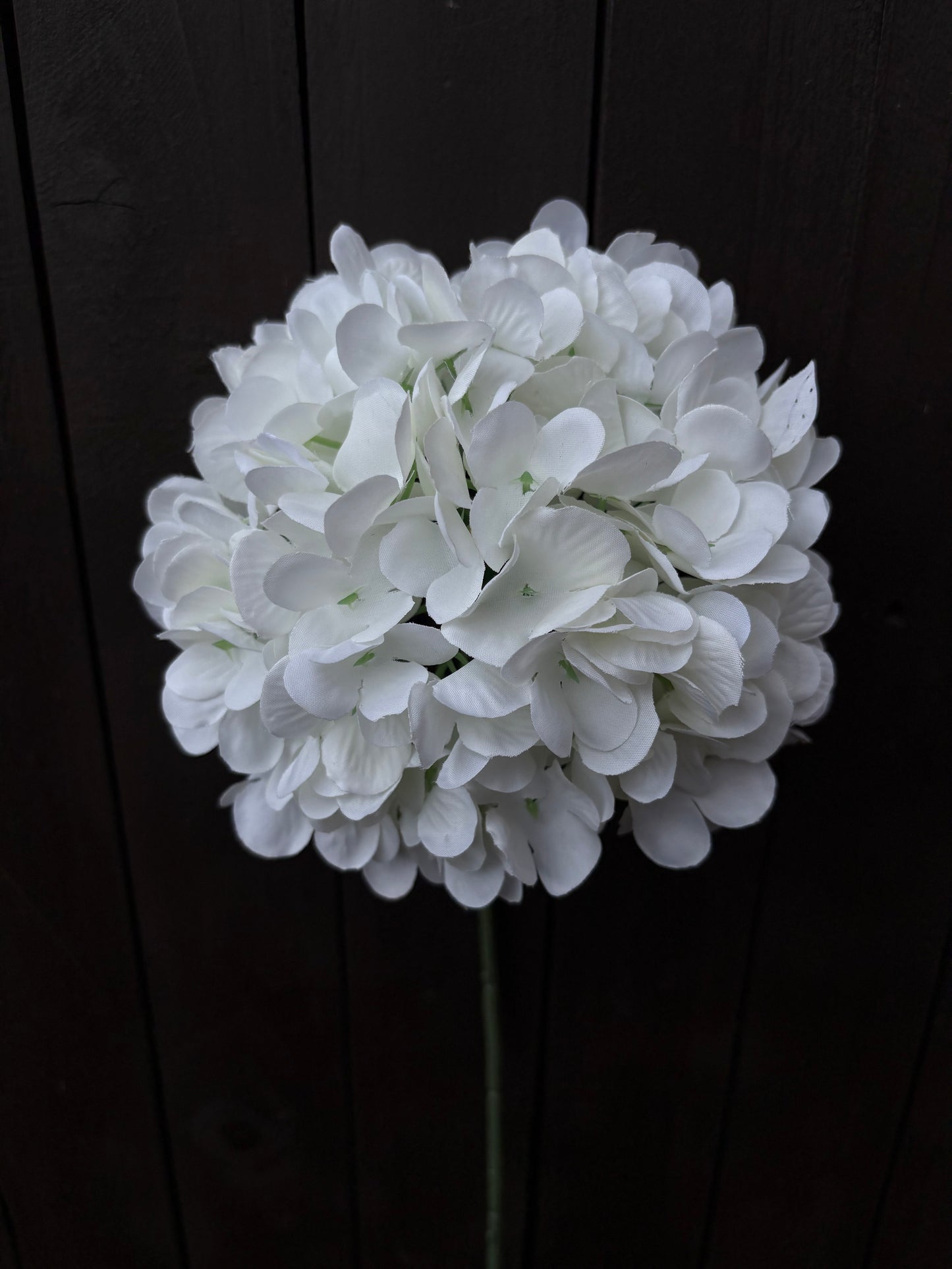 LARGE SINGLE HYDRANGEA STEM WHITE