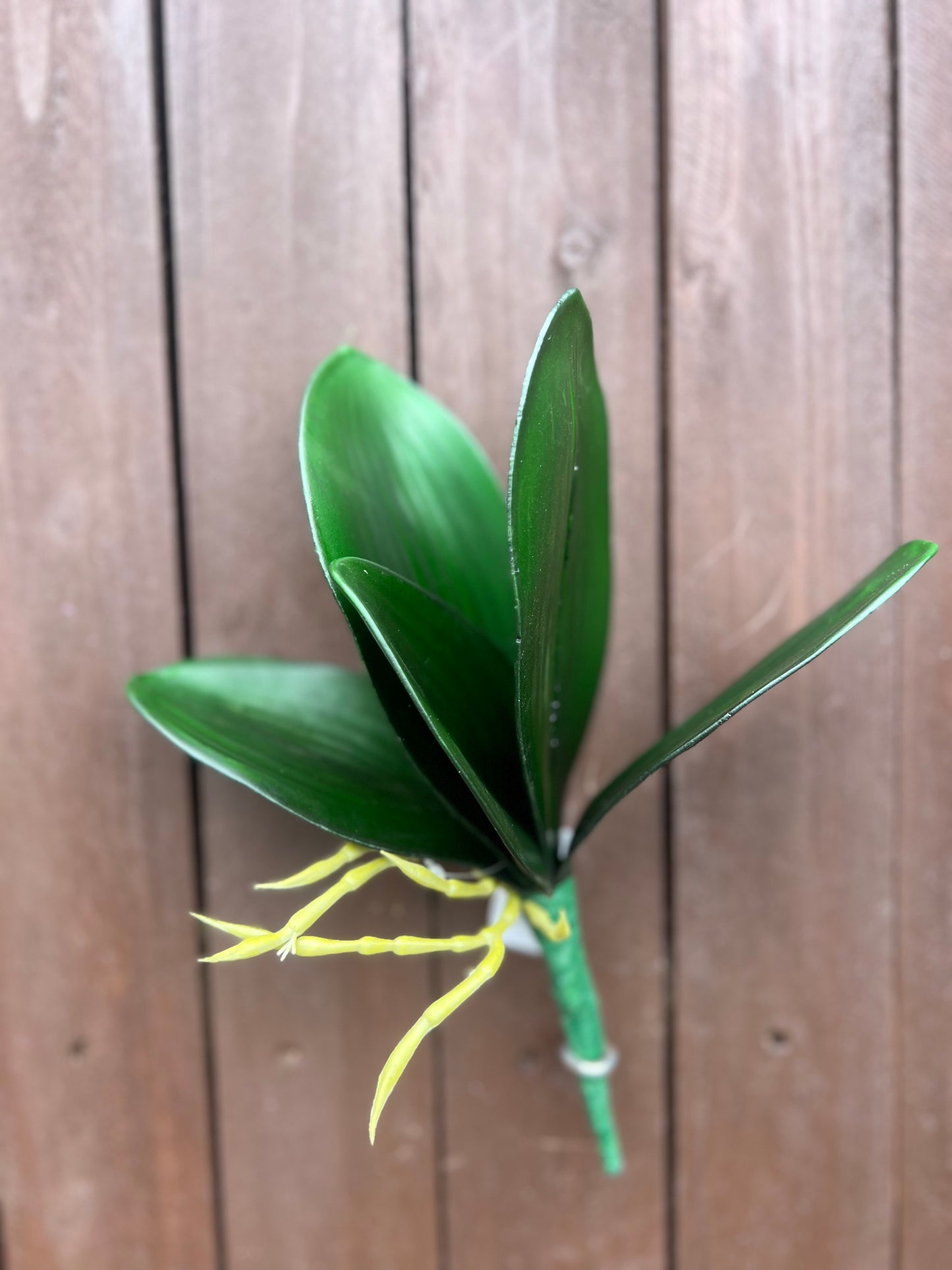 LARGE PHALAENOPSIS LEAF NATURAL GREEN