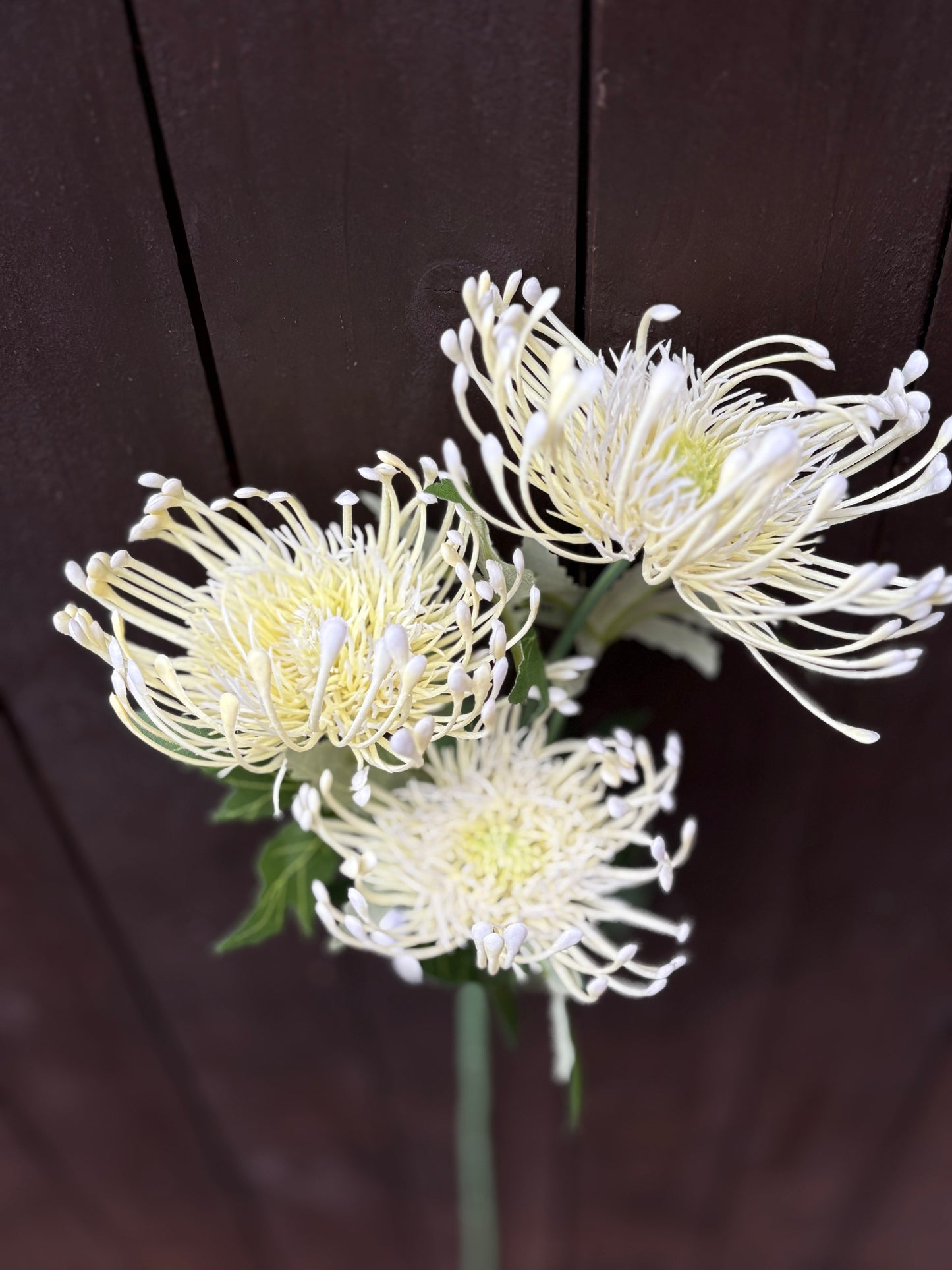PROTEA SPRAY CREAM