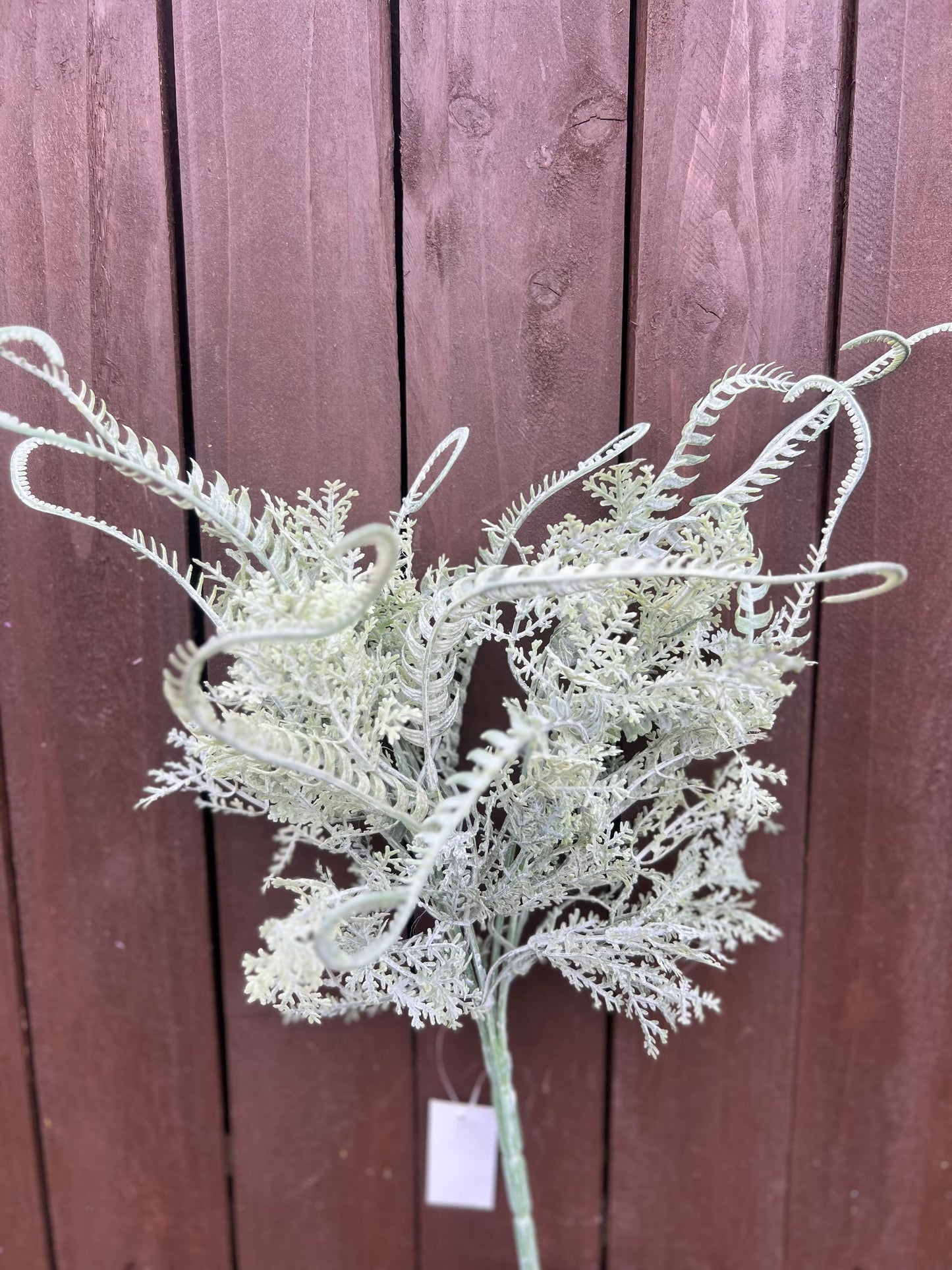 DUSTED TWINNED FERN BUNCH
