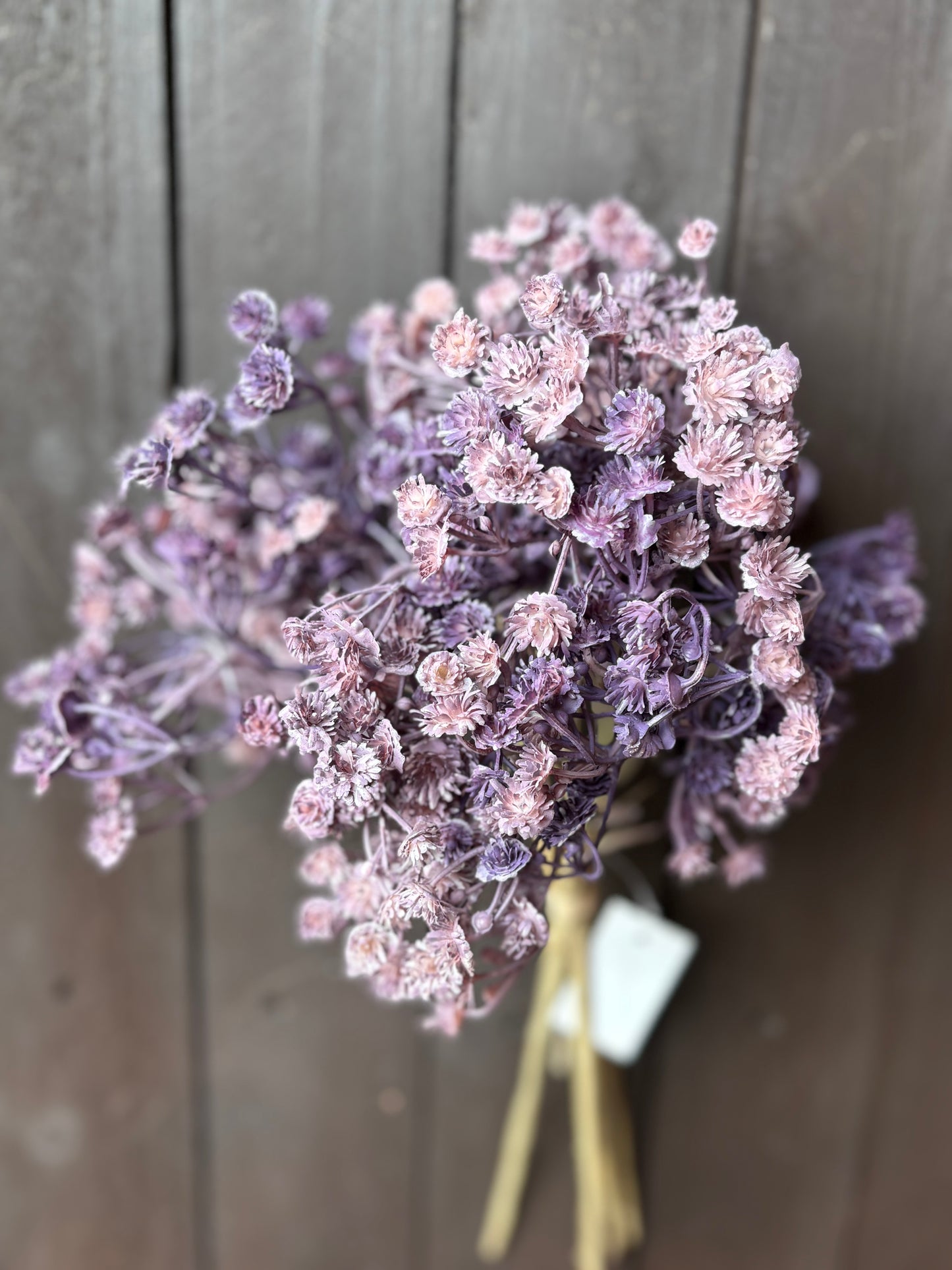 DRIED LOOK GYP BUNCH PURPLE