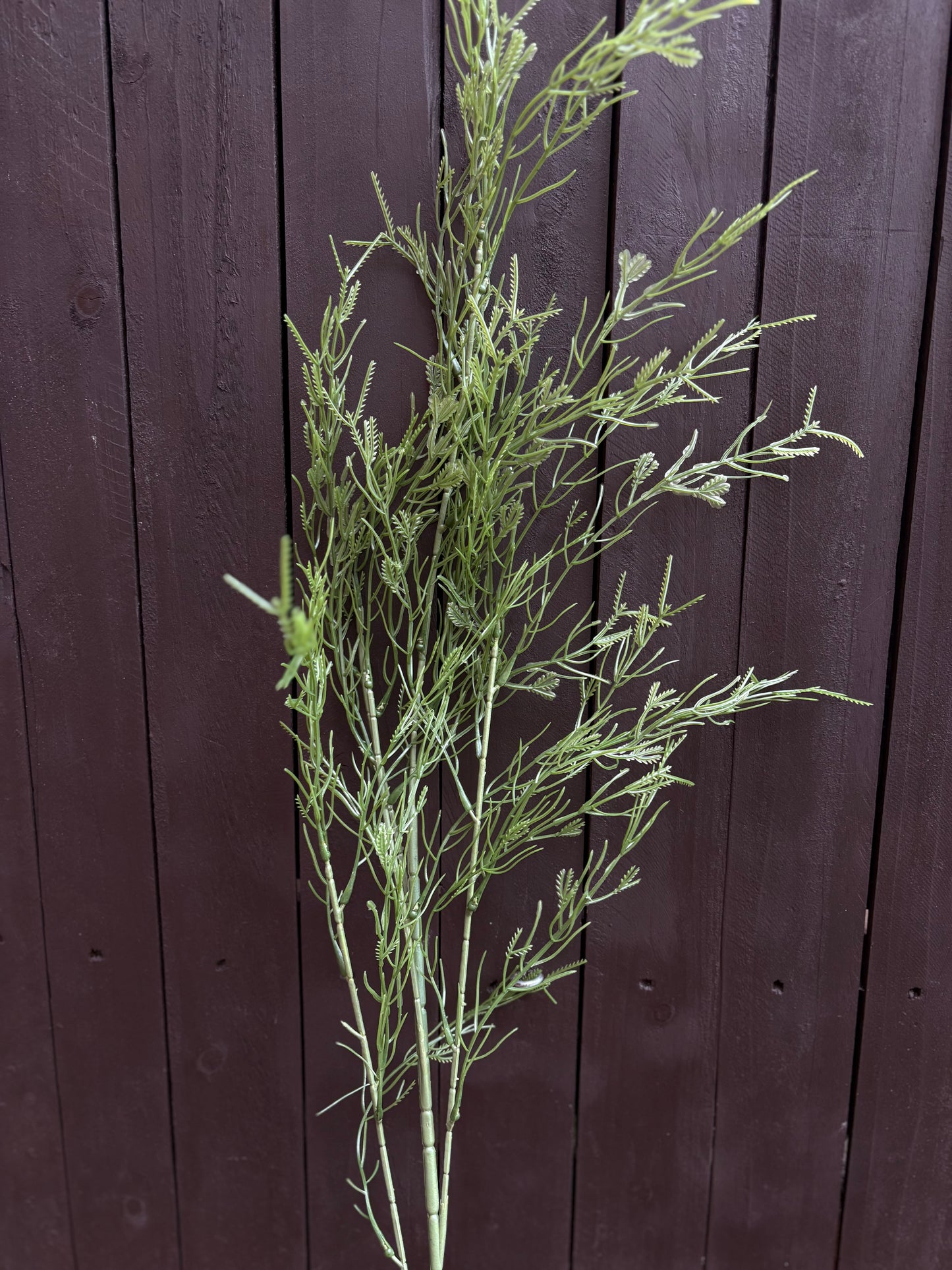 LARGE ASPARAGUS SPRAY DARK GREEN