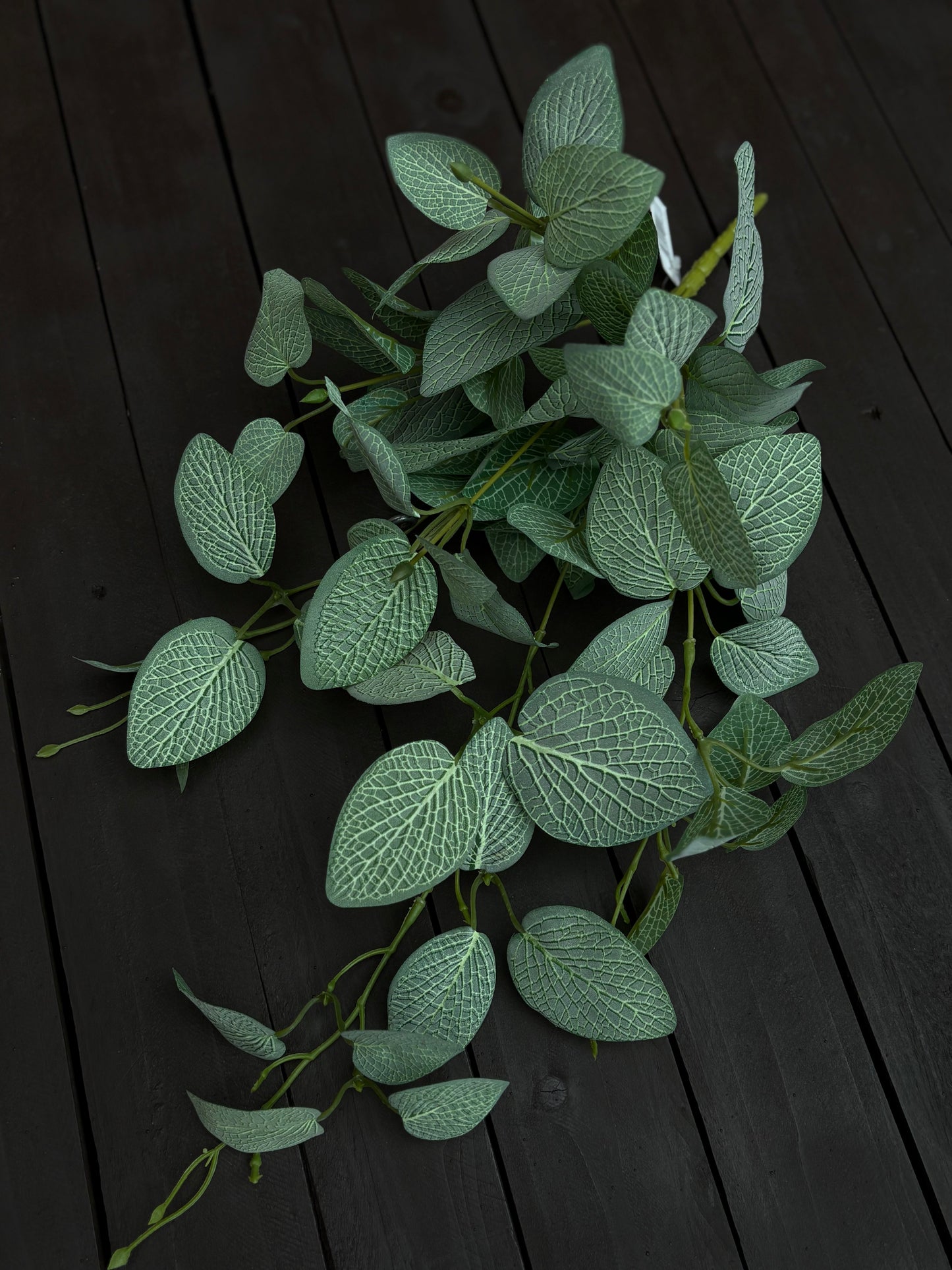 55cm TRAILING FITTONIA LEAF GREEN