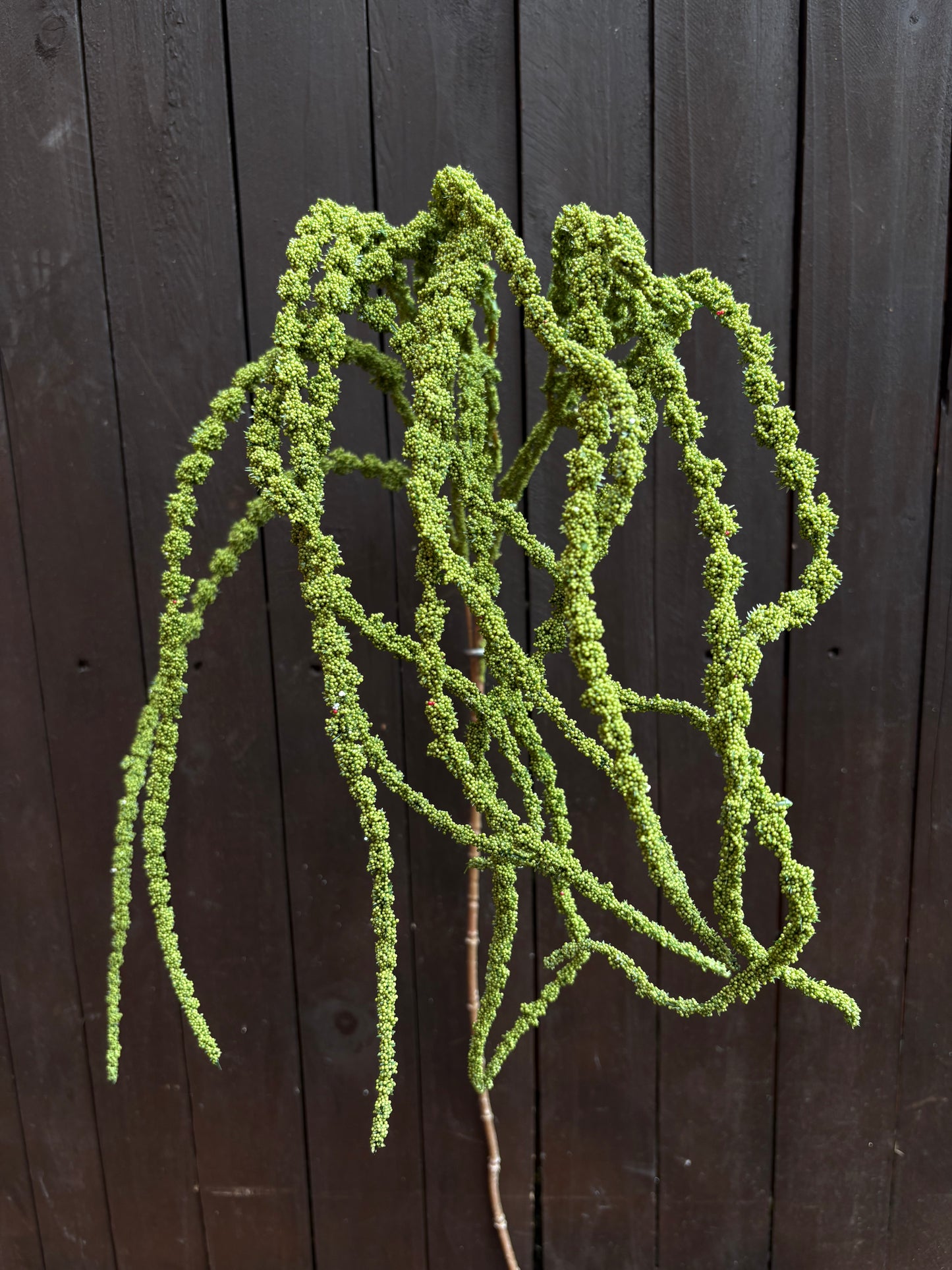 SEEDED AMARANTHUS GREEN