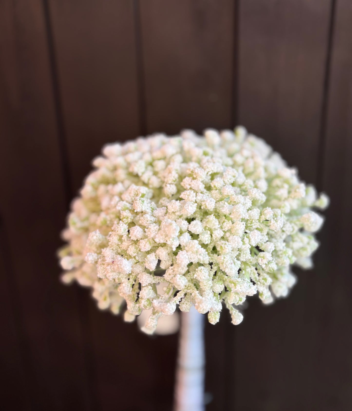 28cm WRAPPED FROSTED GYPSOPHILA BUNDLE IVORY (10 STEMS)