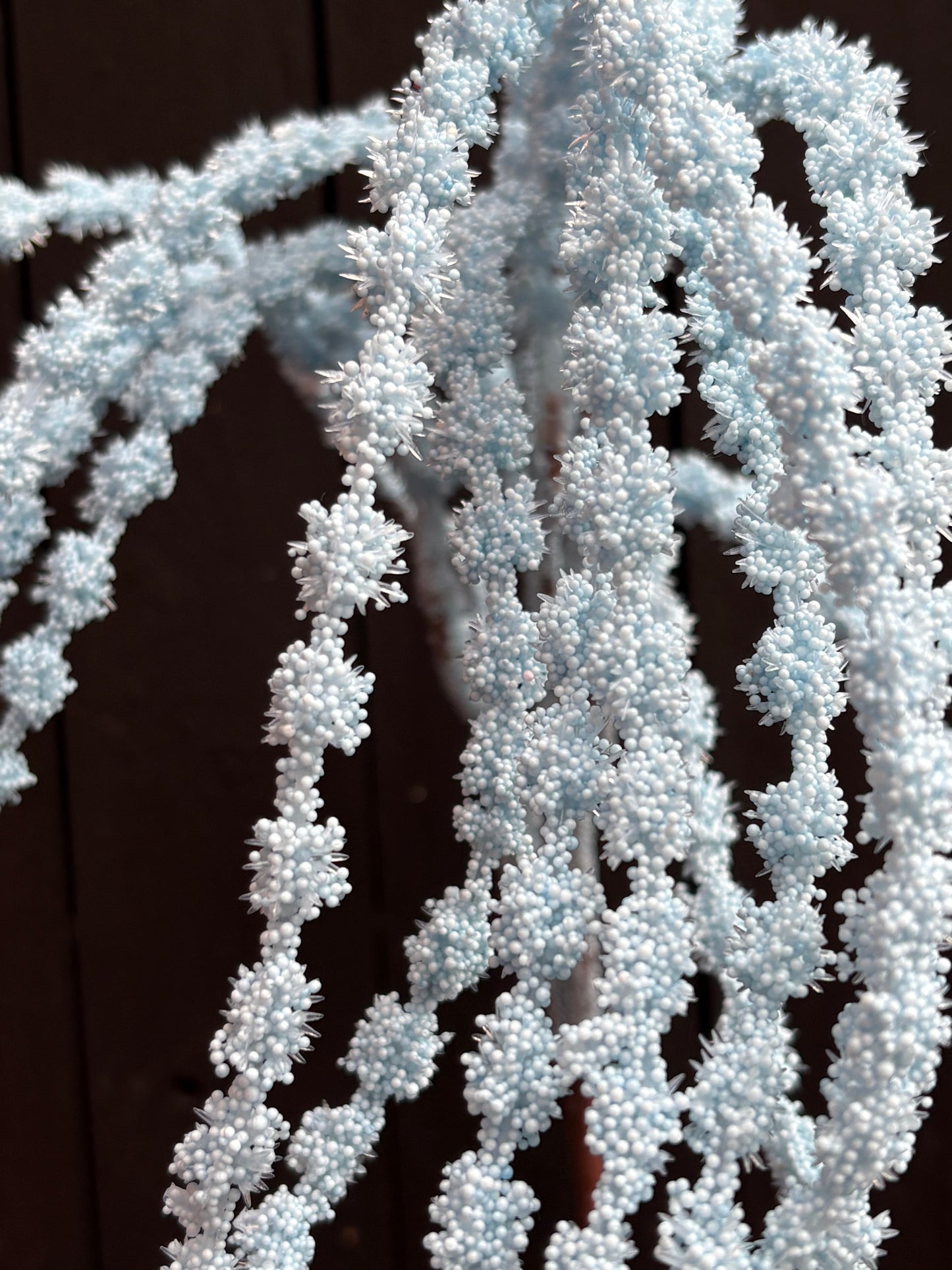 SEEDED AMARANTHUS BABY BLUE