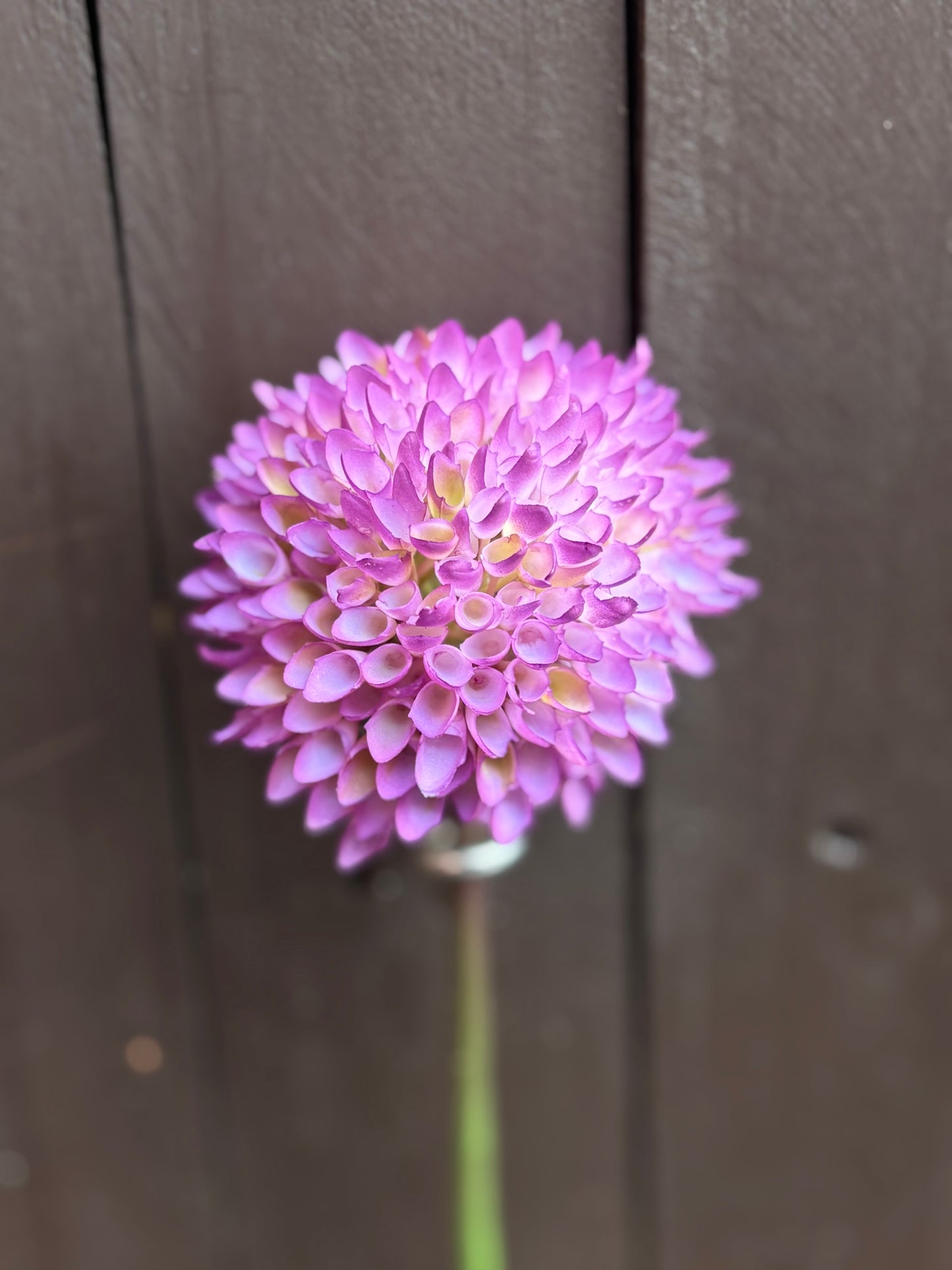 LONG STEM SPIKY ALLIUM PURPLE