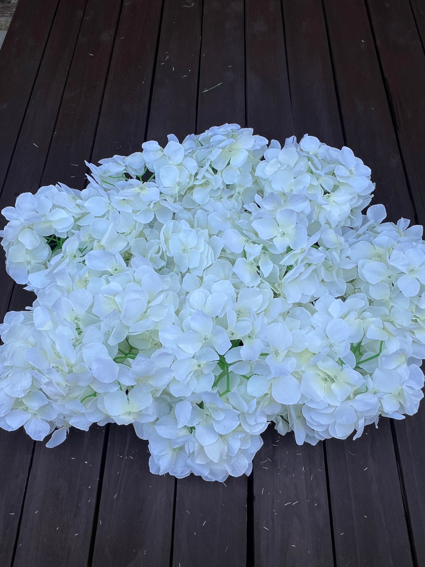 BAG x50 HYDRANGEA FLOWER HEADS IVORY