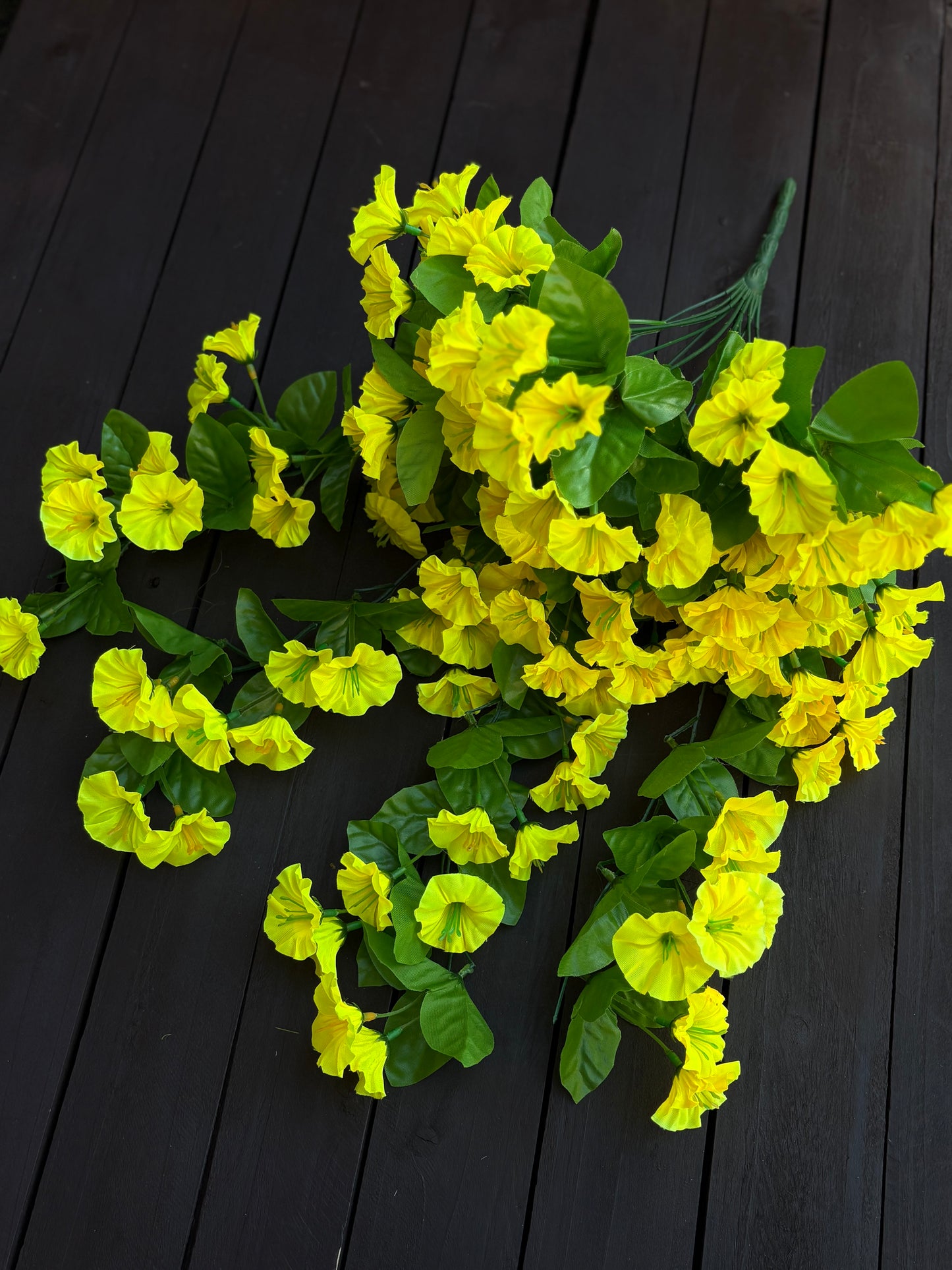 TRAILING MORNING GLORY YELLOW