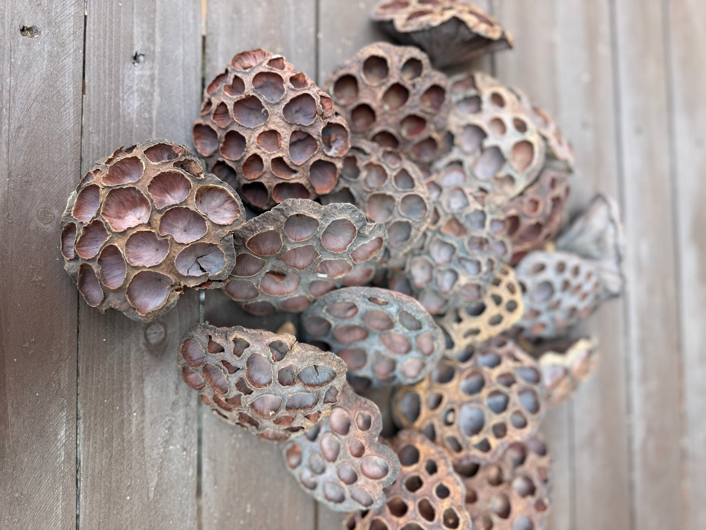 6-10cm LOTUS HEADS NATURAL x 20pcs