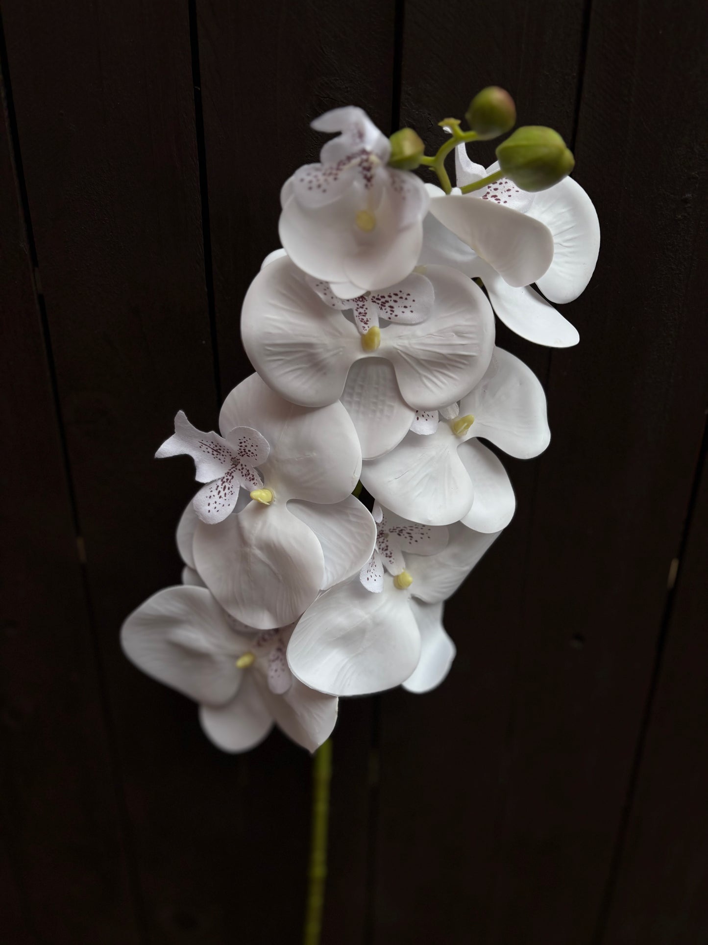 75CM PHALAENOPSIS ORCHID SPRAY WHITE