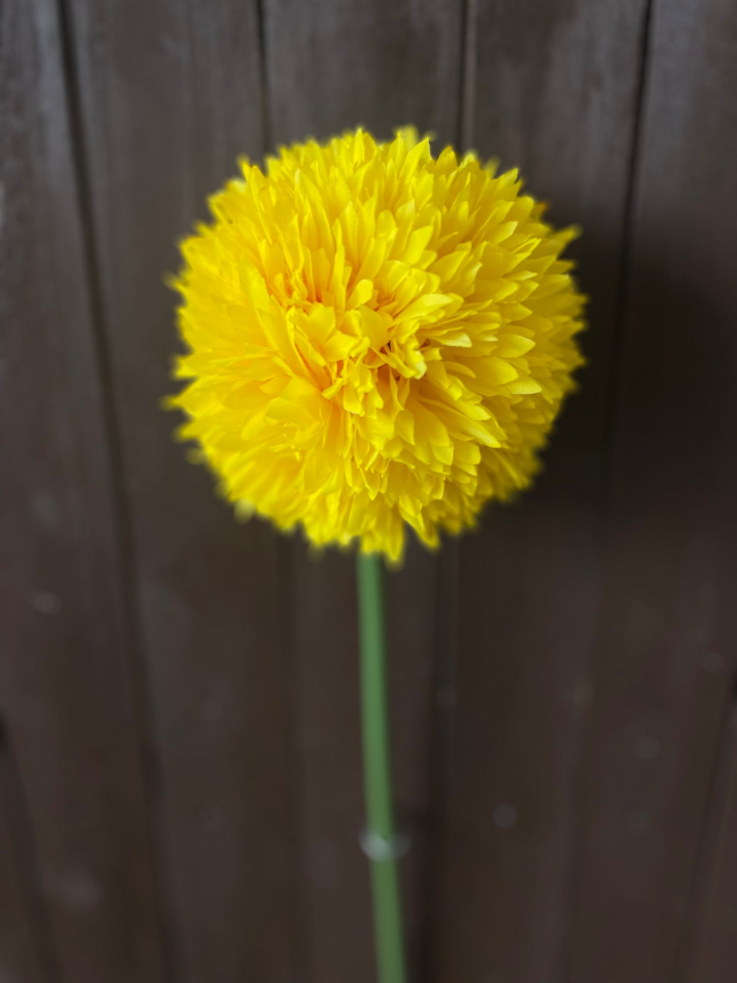 GIANT ALLIUM STEM YELLOW