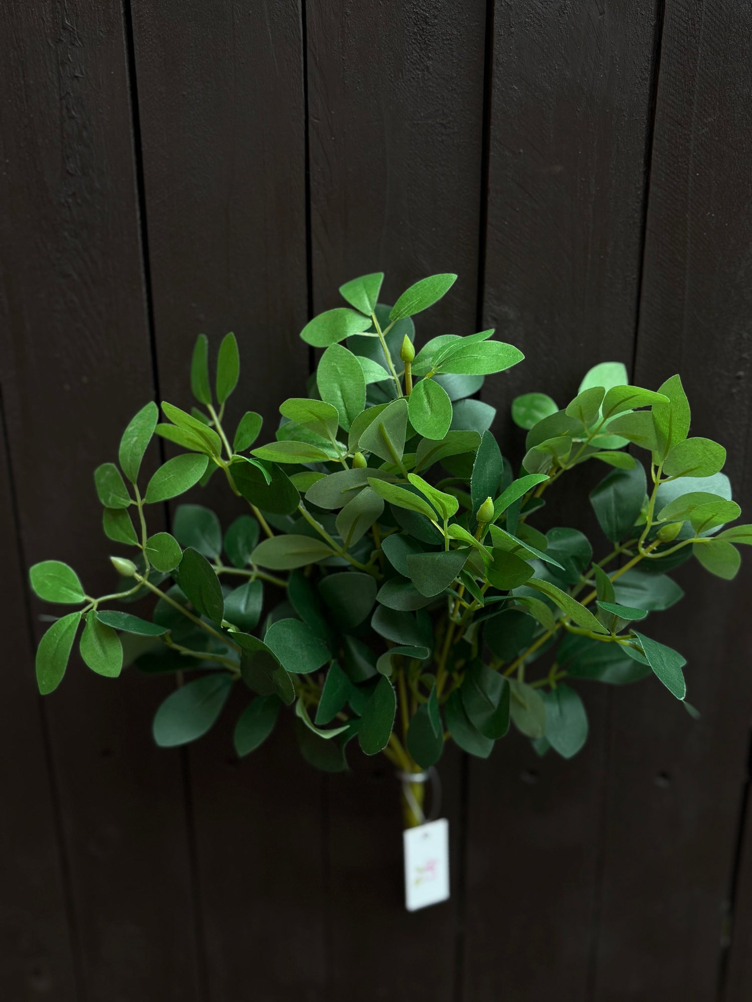 EUONYMUS