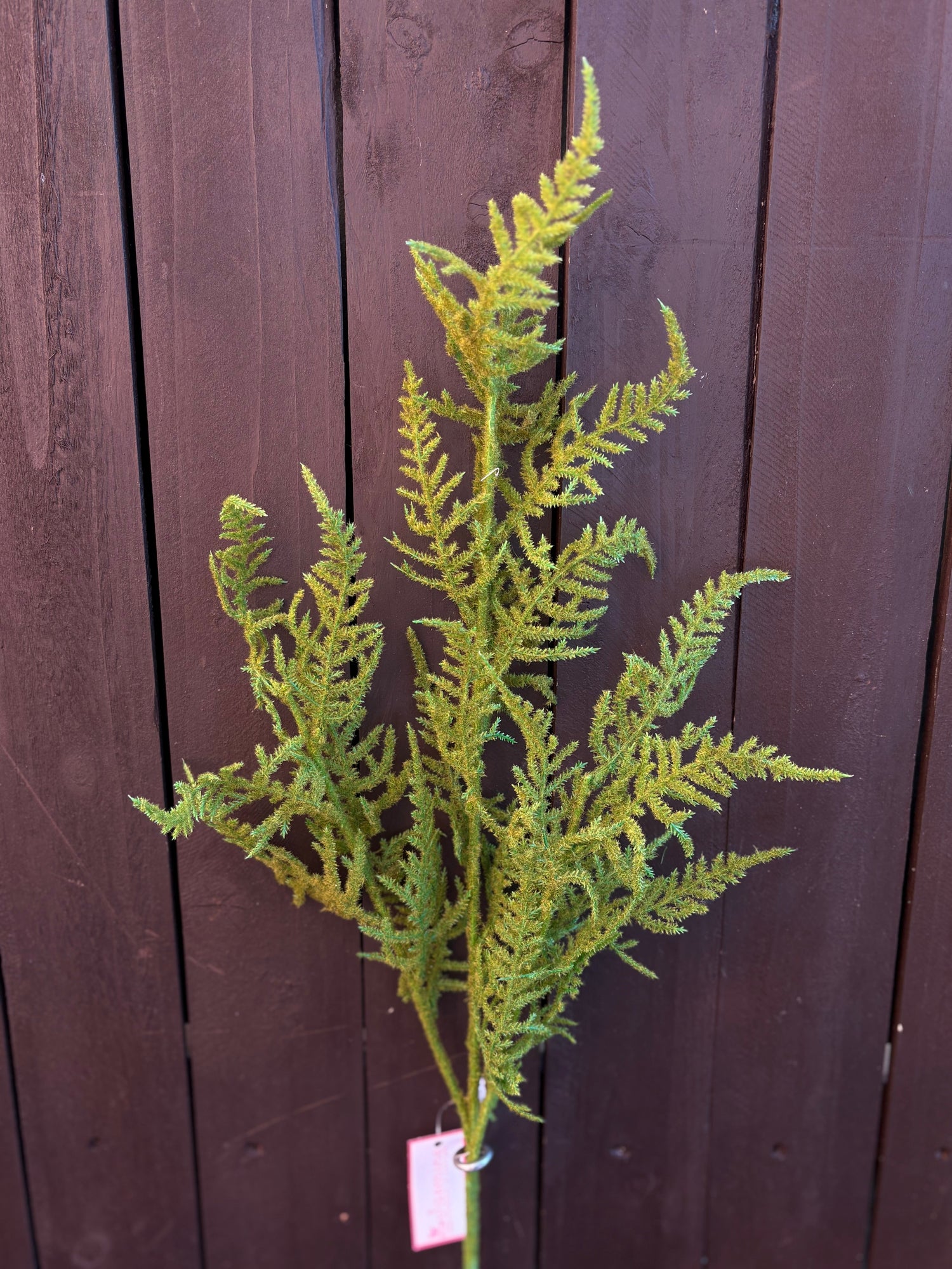 ASPARAGUS
