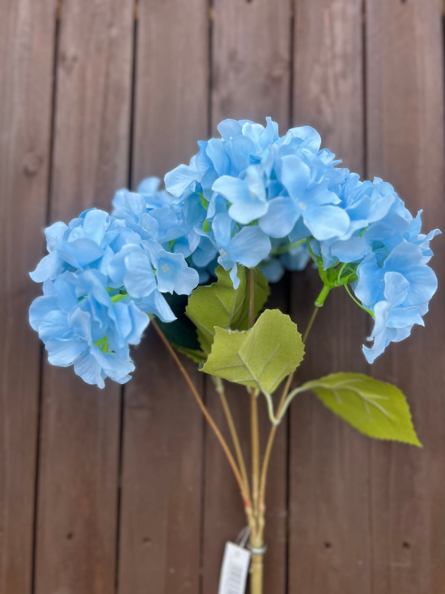 HYDRANGEA
