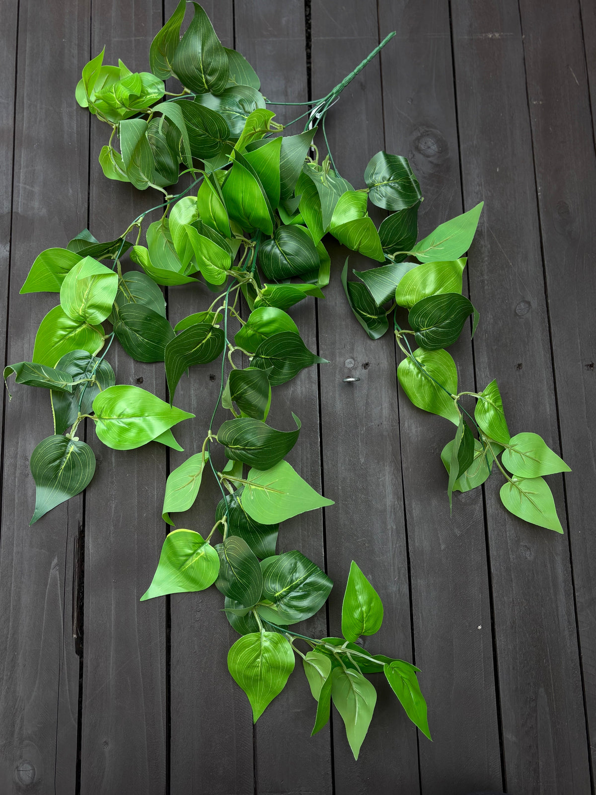 POTHOS