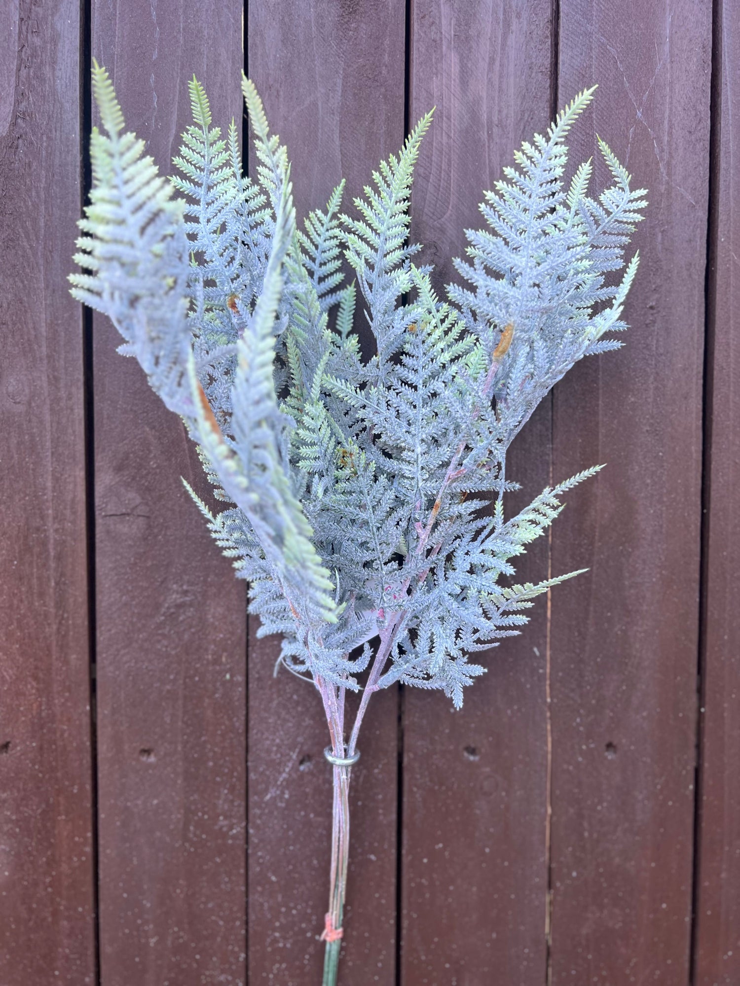 FERN