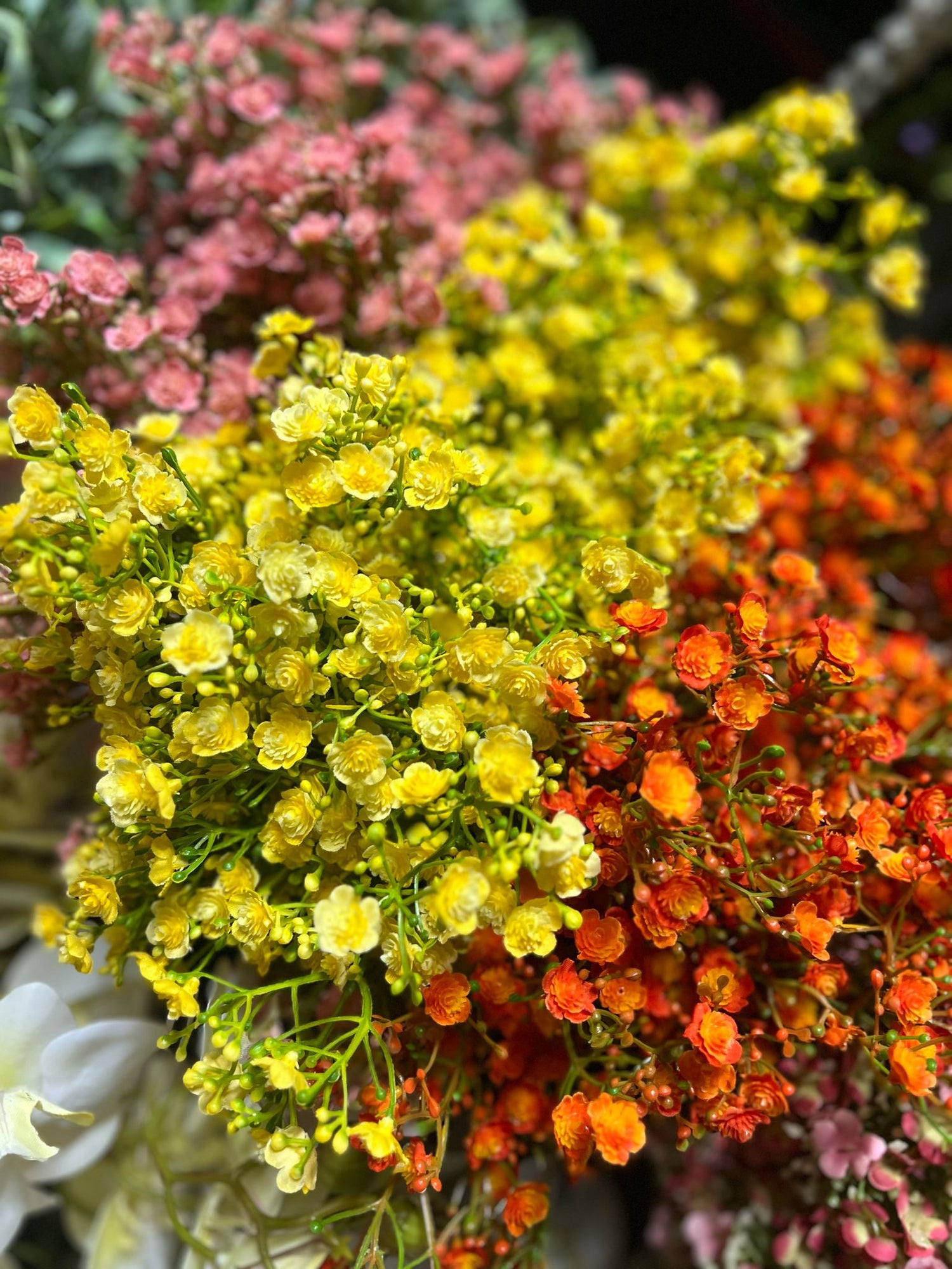 GYPSOPHILA