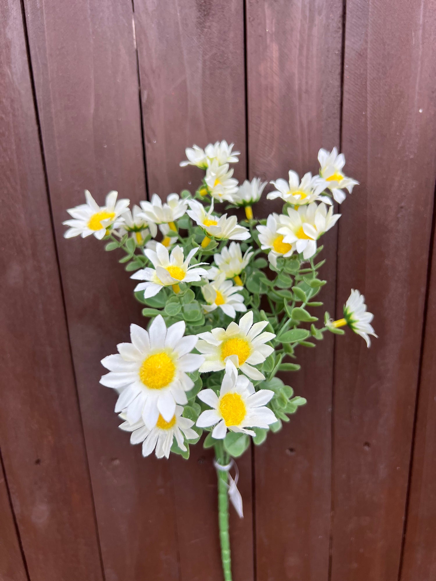 DAISY