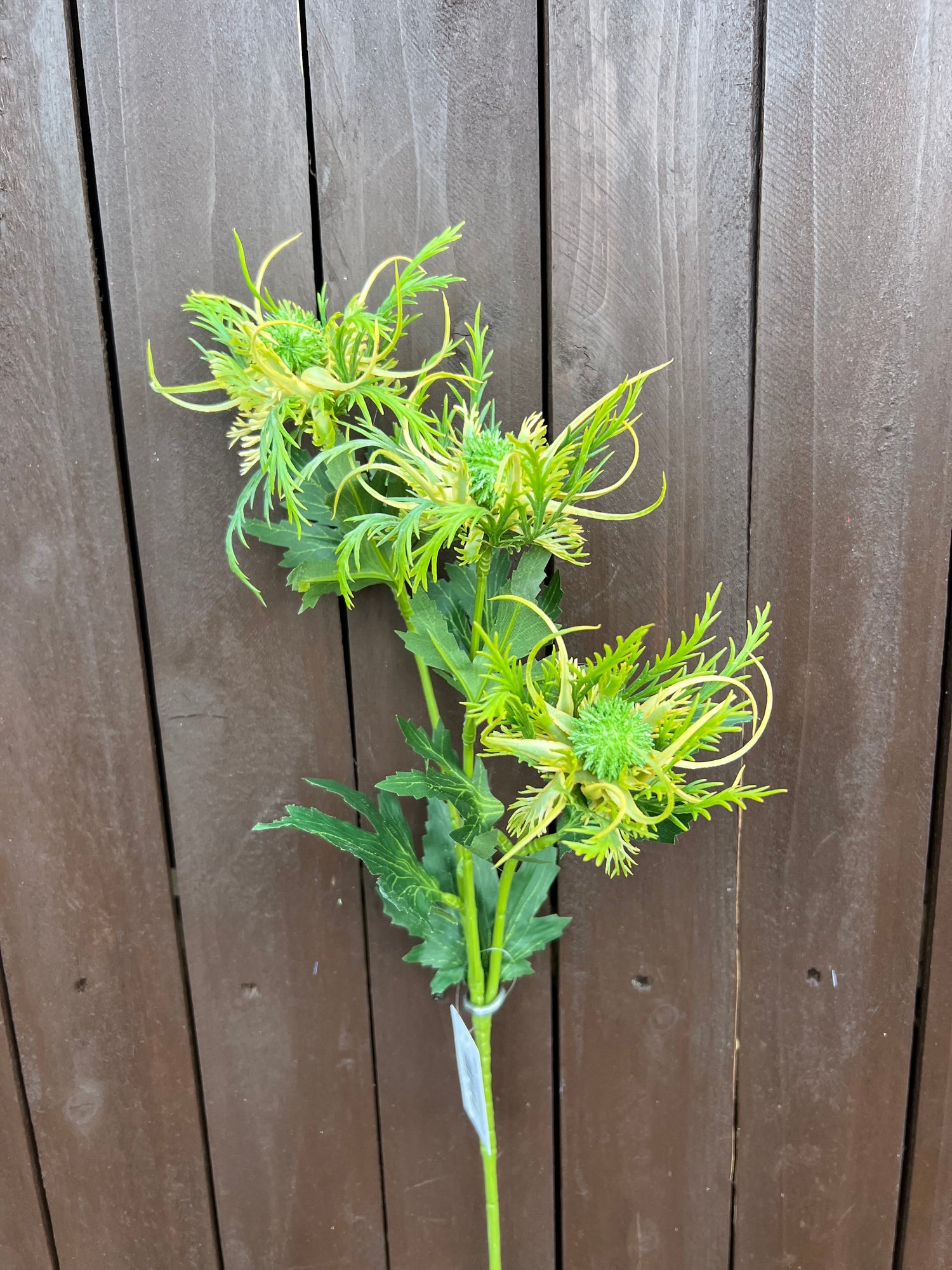 THISTLES