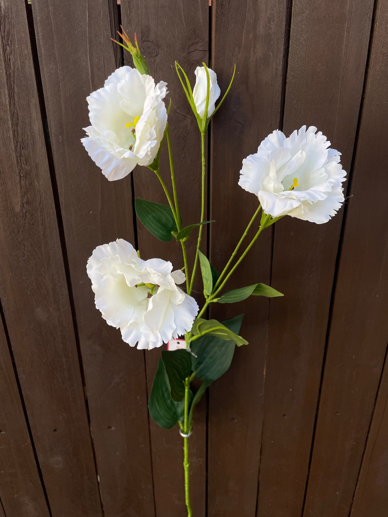 LISIANTHUS