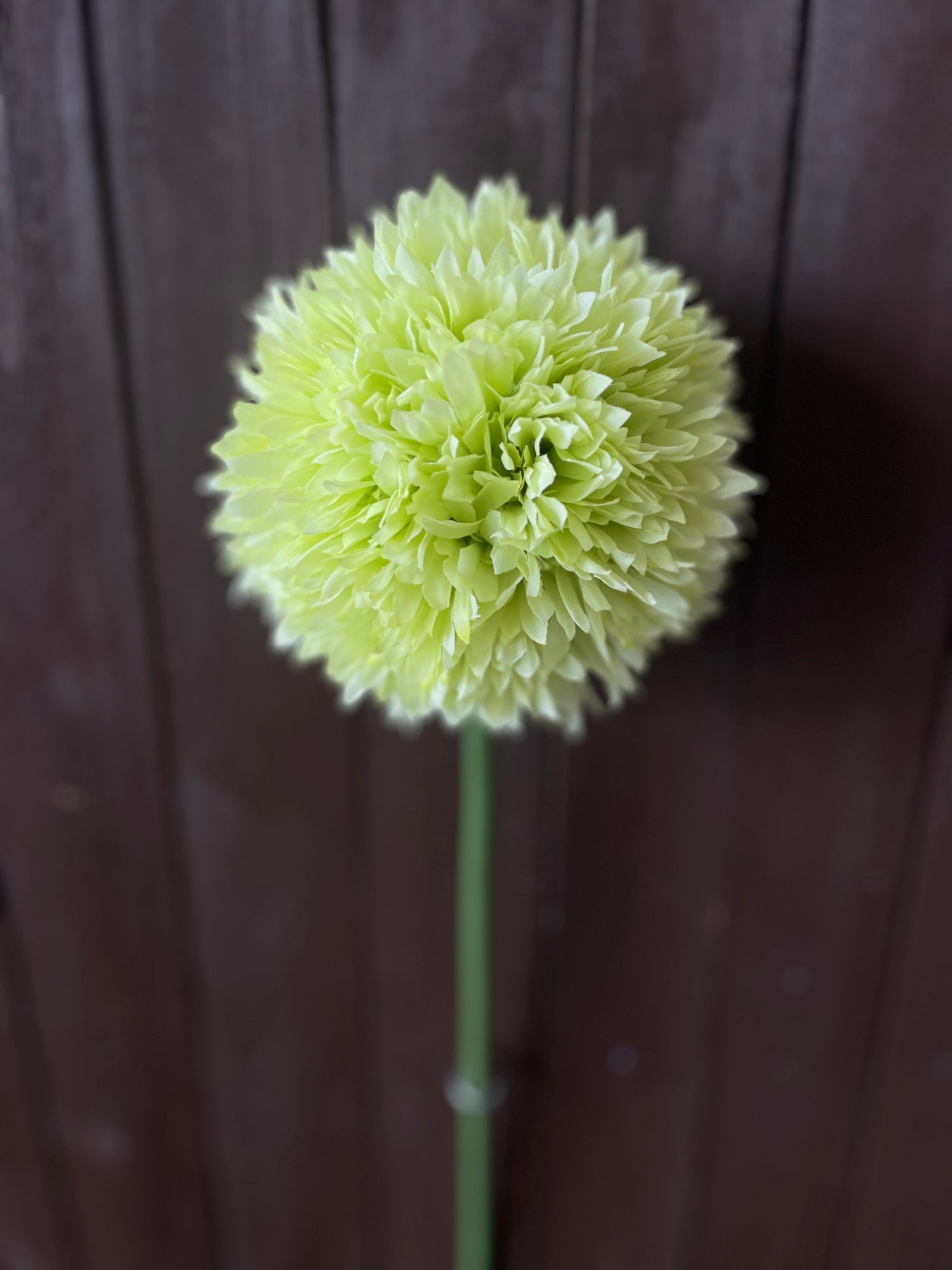 ALLIUM