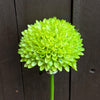 ALLIUM