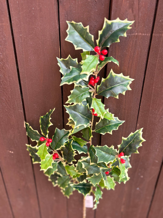 51cm HOLLY SPRAY WITH BERRIES VARIEGATED
