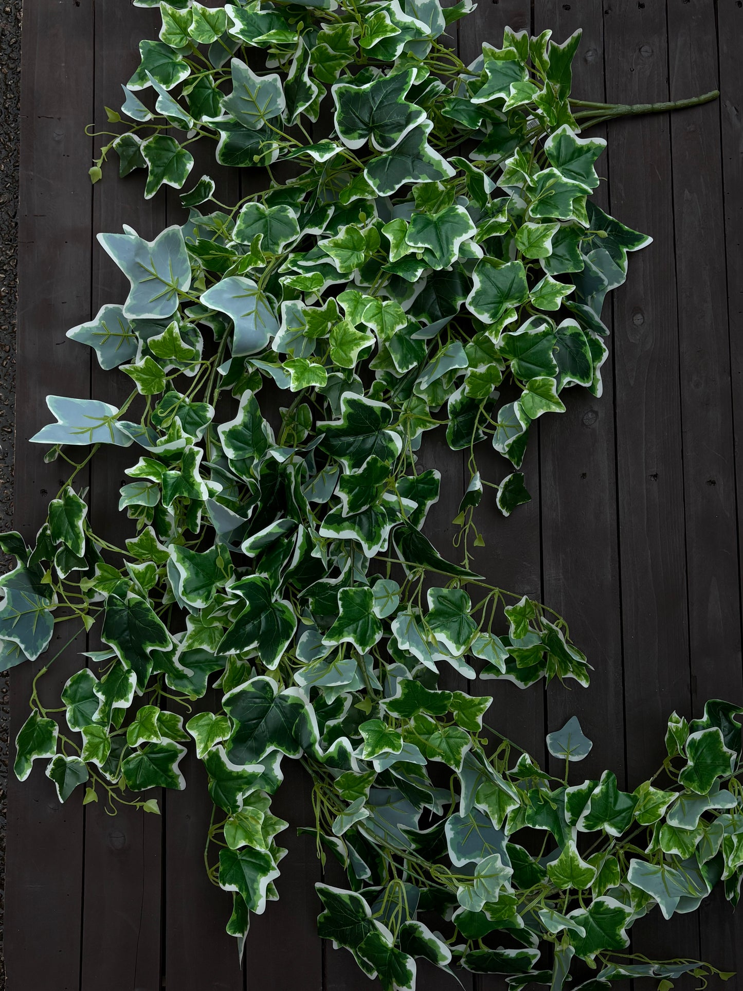 157cm PREMIUM GIANT IVY LEAF TRAIL VARIEGATED