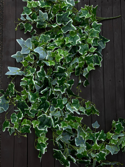 157cm PREMIUM GIANT IVY LEAF TRAIL VARIEGATED