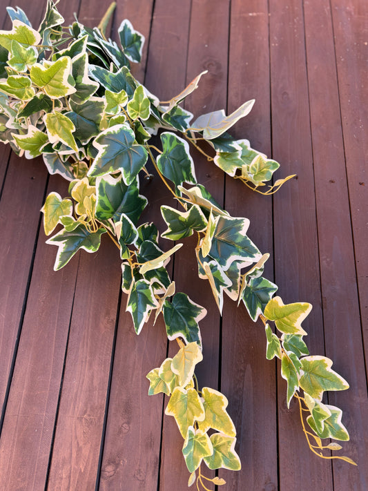 TRAILING DELUXE LARGE IVY LEAF VARIEGATED