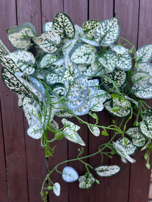 95cm LARGE TRAILING SPOTTED DRACAENA VARIEGATED