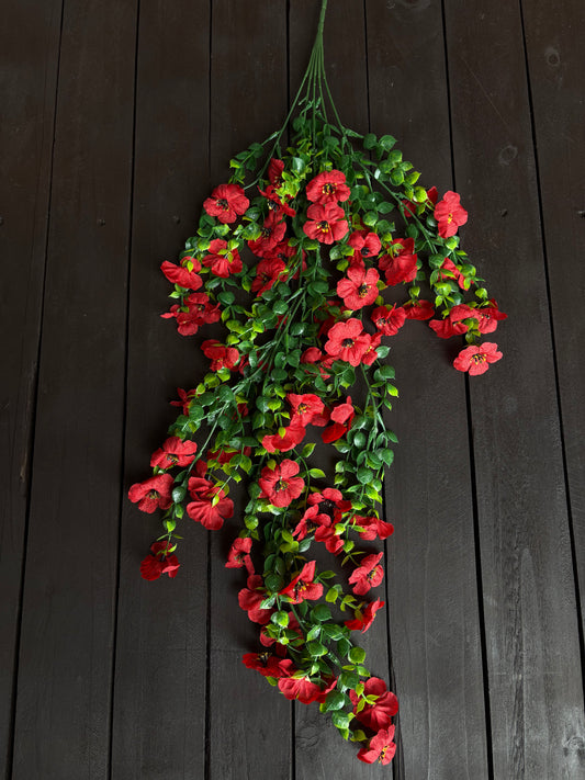 TRAILING PRETTY PANSY RED